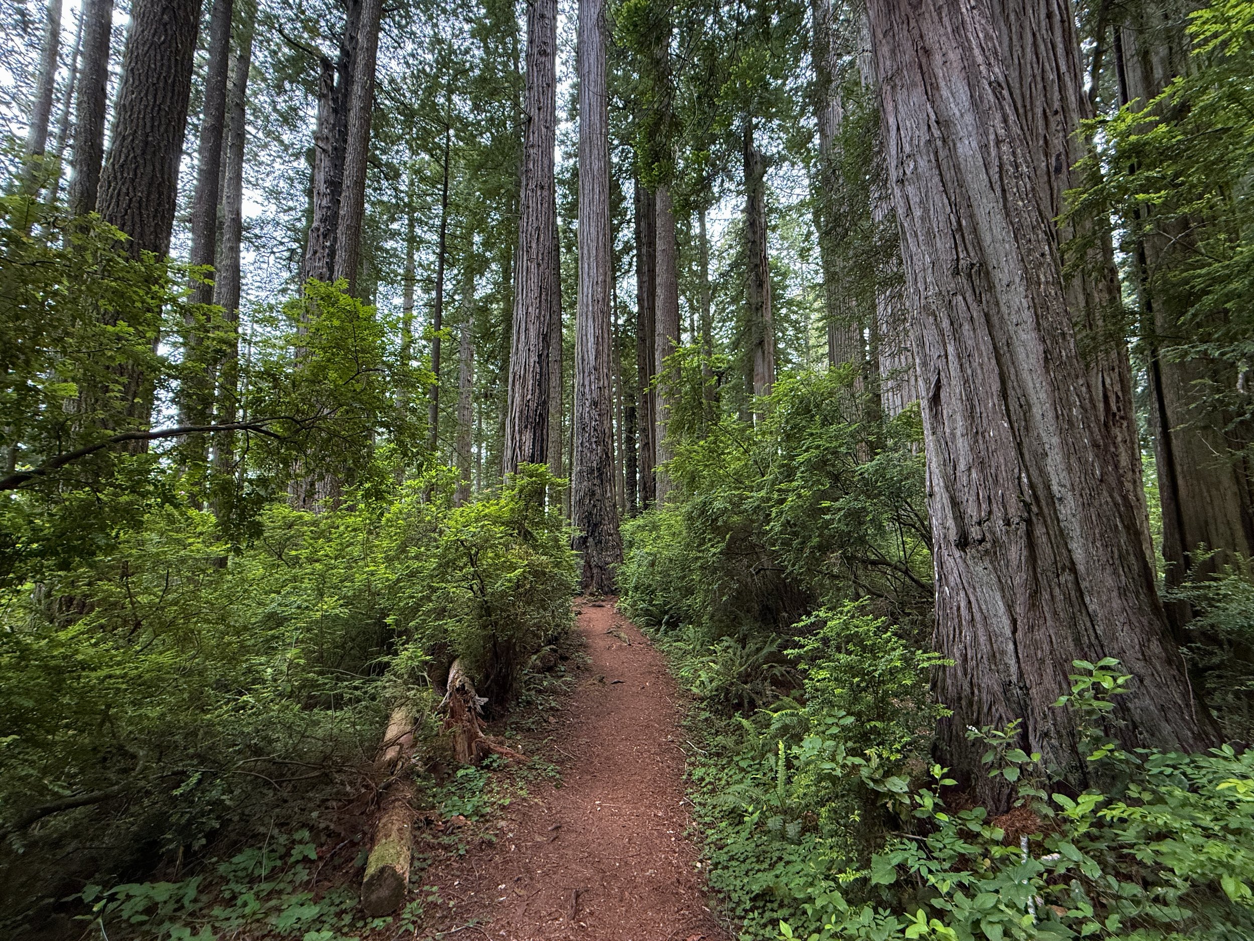 Damnation Creek Hike Del Norte Coast Redwoods State Park California