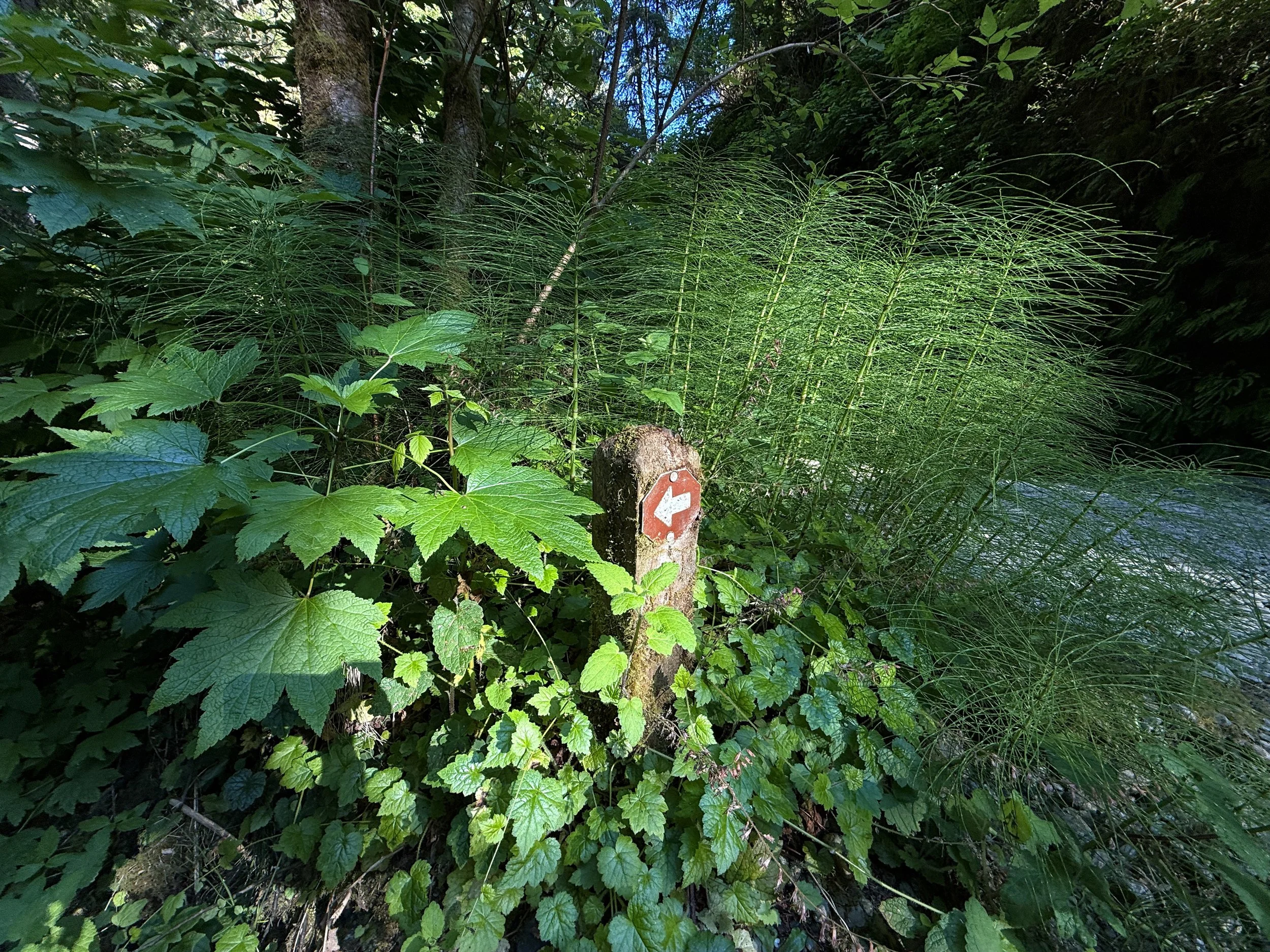 Fern Canyon Loop Trail Prairie Creek Redwoods State Park California