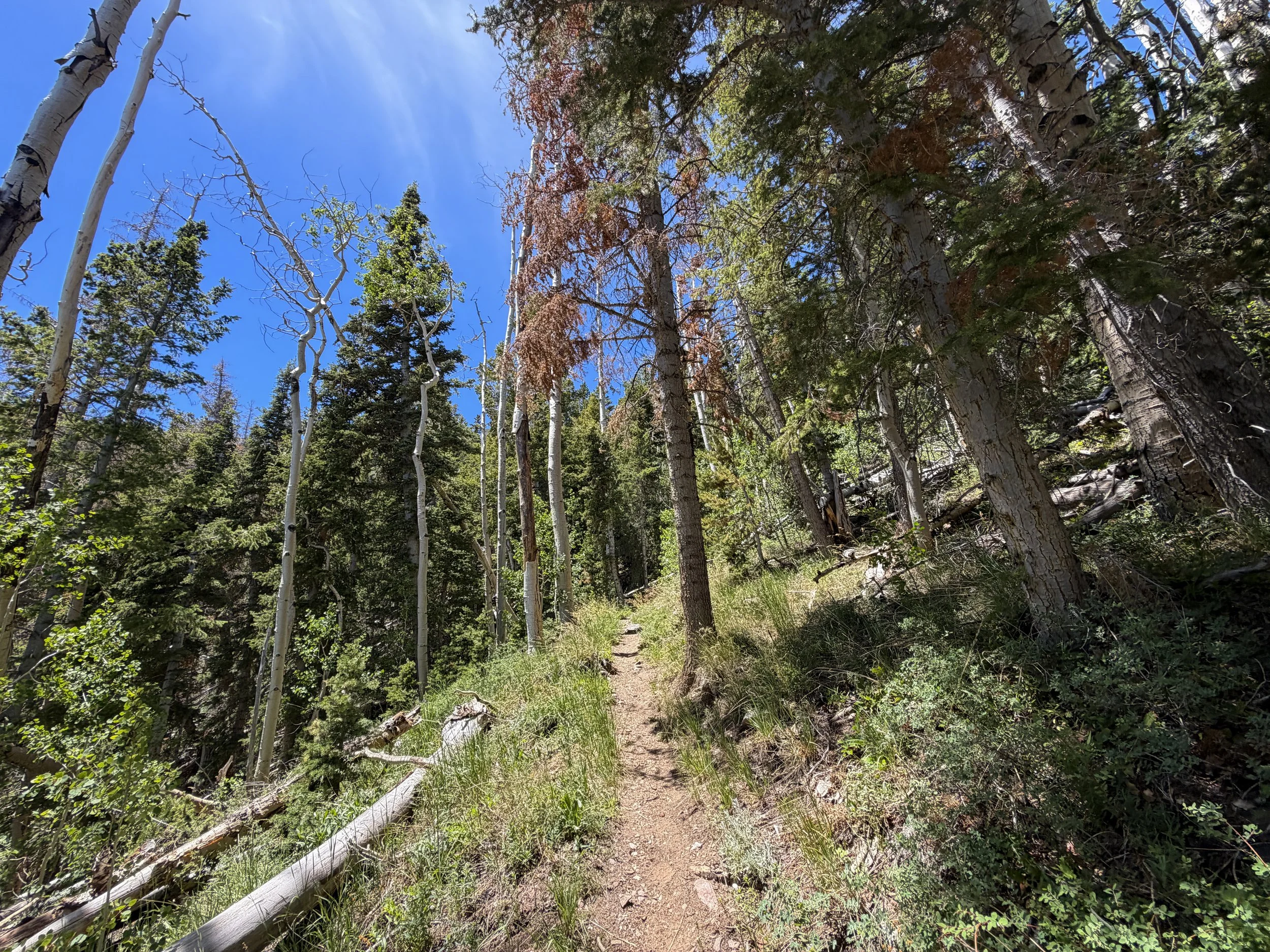 Timber Creek Loop Hike Great Basin National Park Nevada
