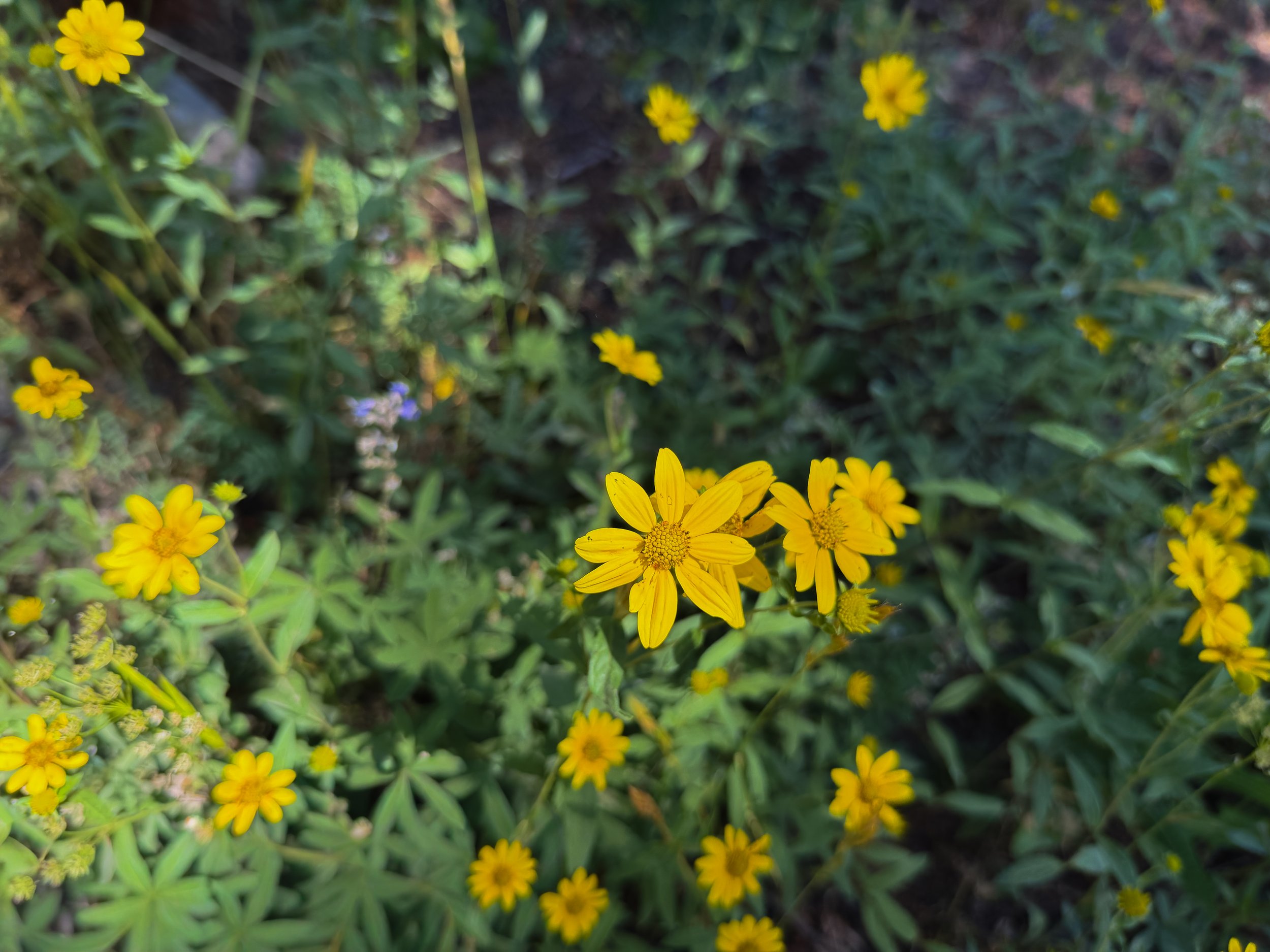 Showy Goldeneye Heliomeris multiflora