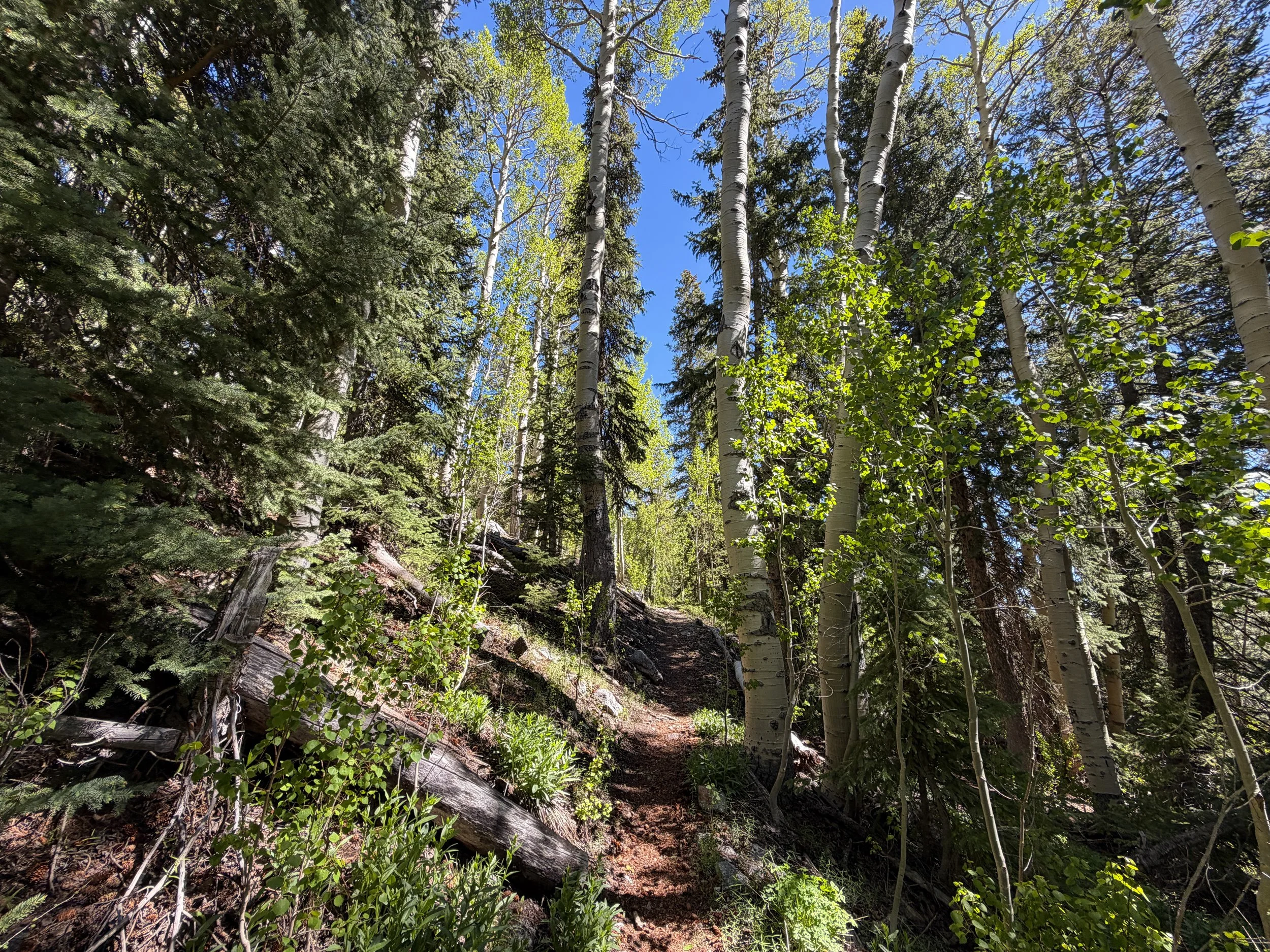 Baker Lake Trail Great Basin National Park Nevada