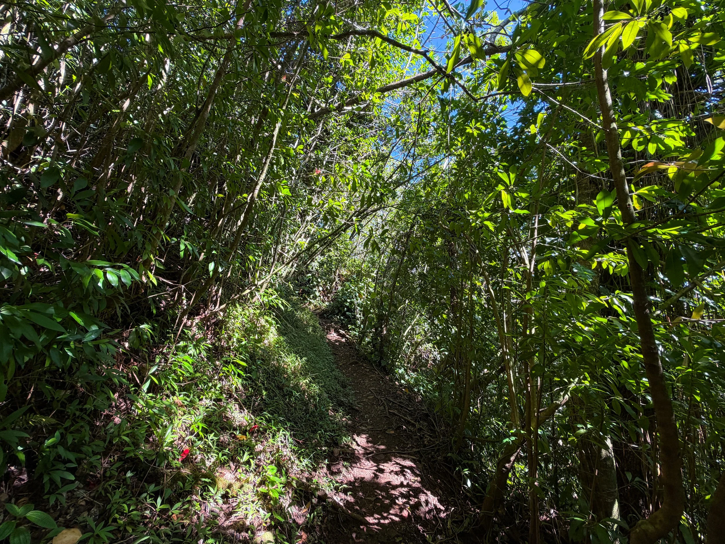 Aihualama Trail Oahu Hawaii