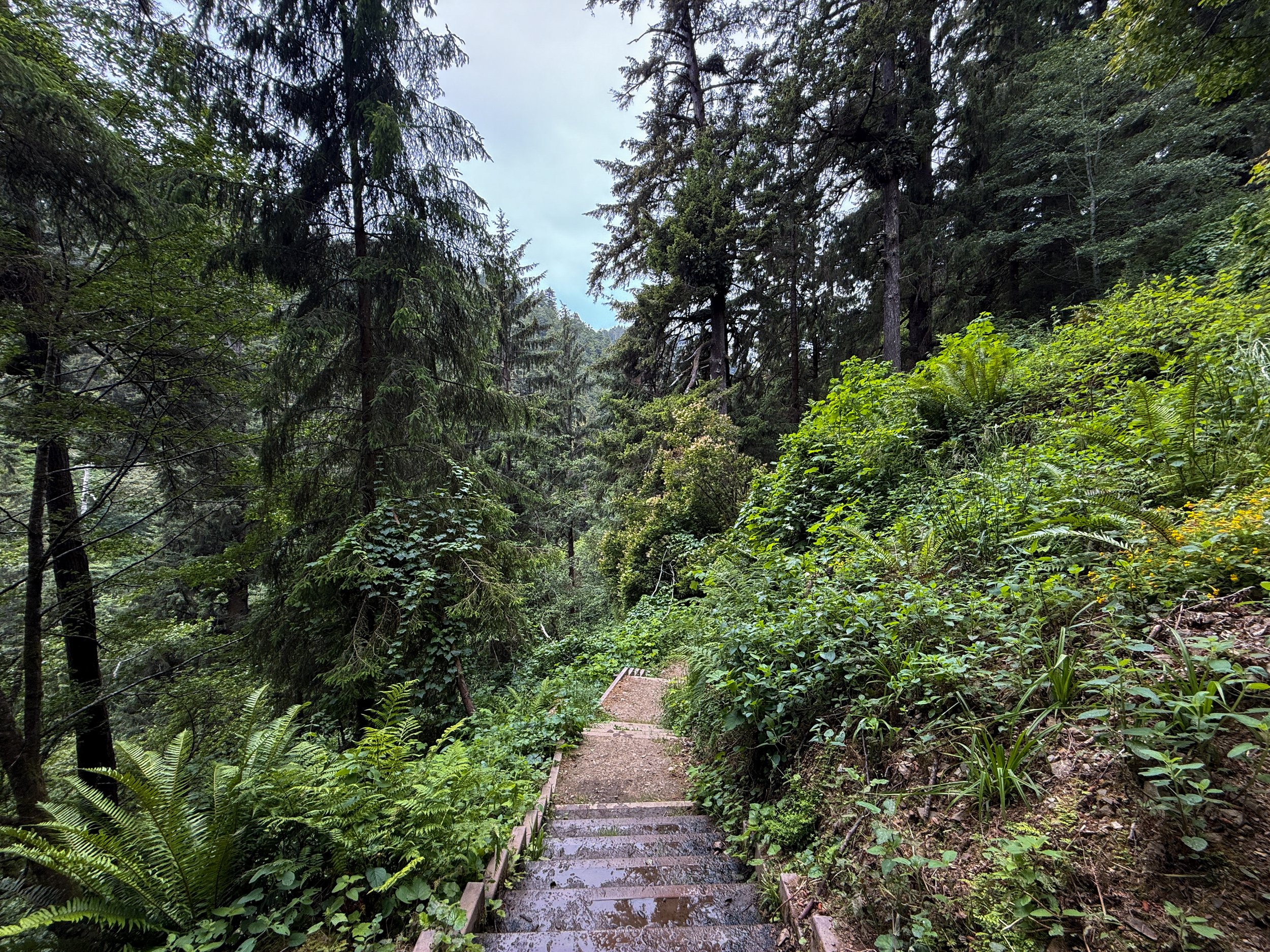 Damnation Creek Trail Del Norte Coast Redwoods State Park California