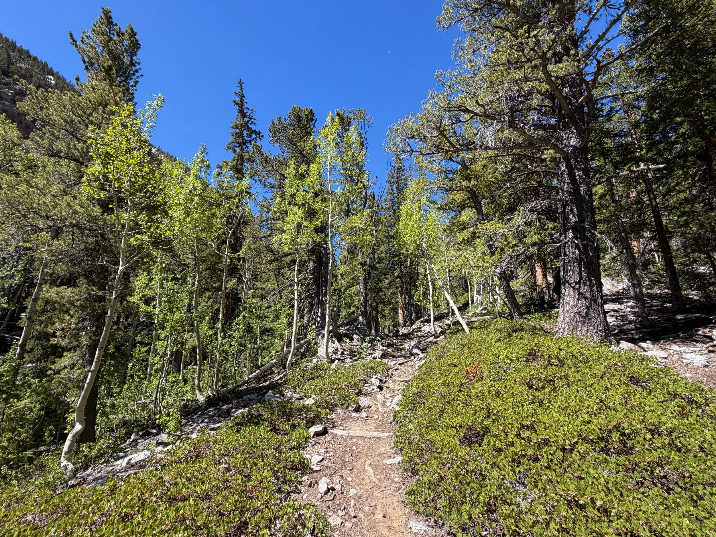 Baker Lake Trail Great Basin National Park Nevada