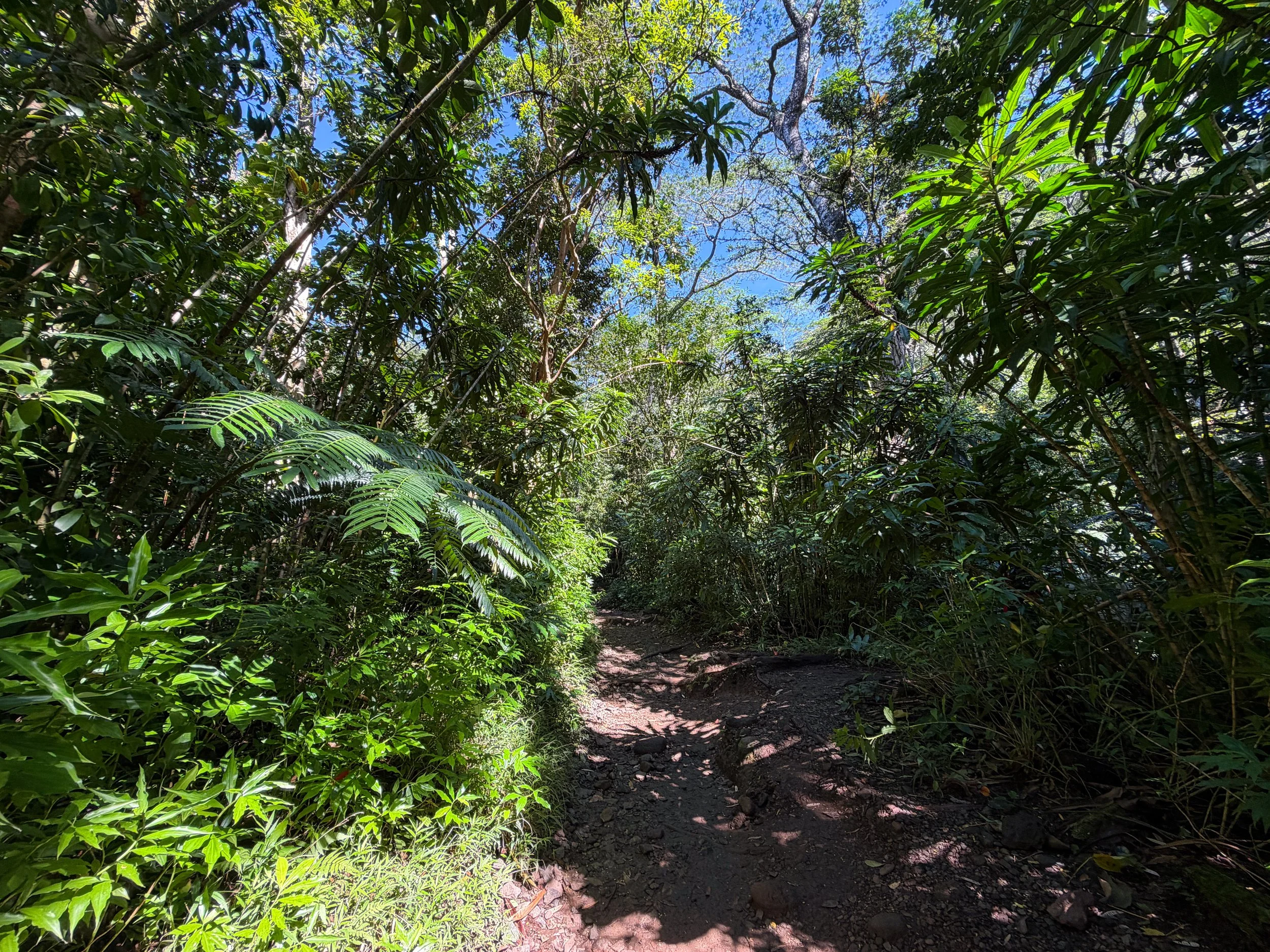 Manoa Falls Hike Oahu Hawaii