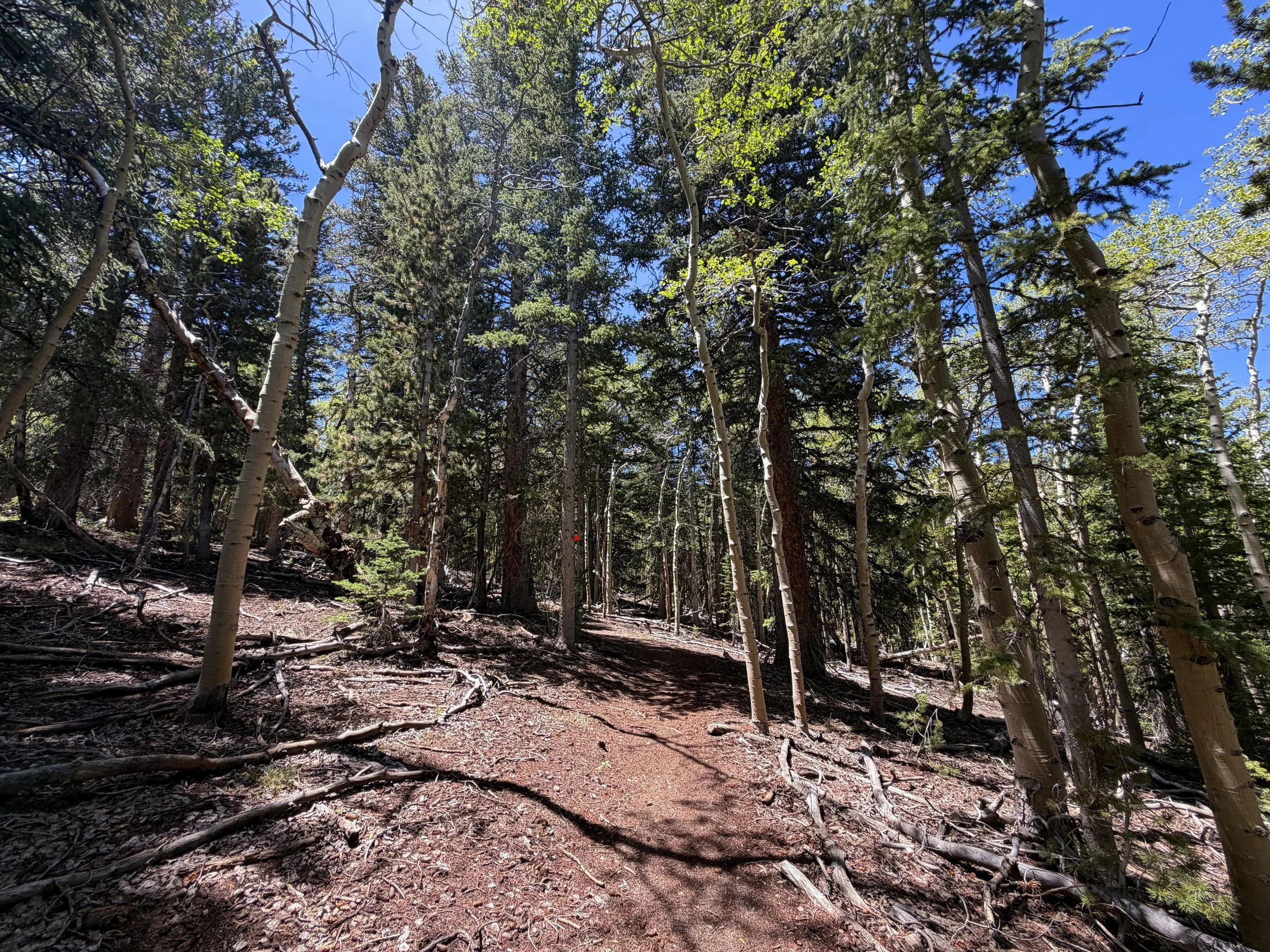 Timber Creek Loop Trail Great Basin National Park Nevada
