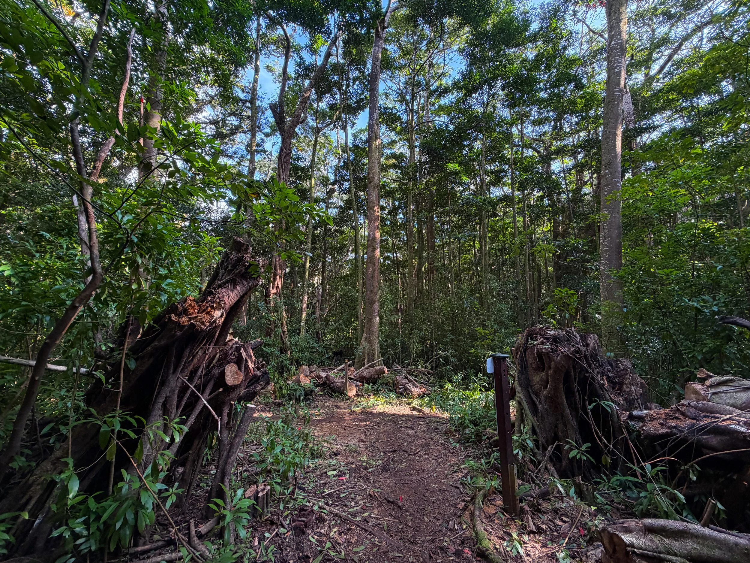 Nuuanu Trail Split Oahu Hawaii