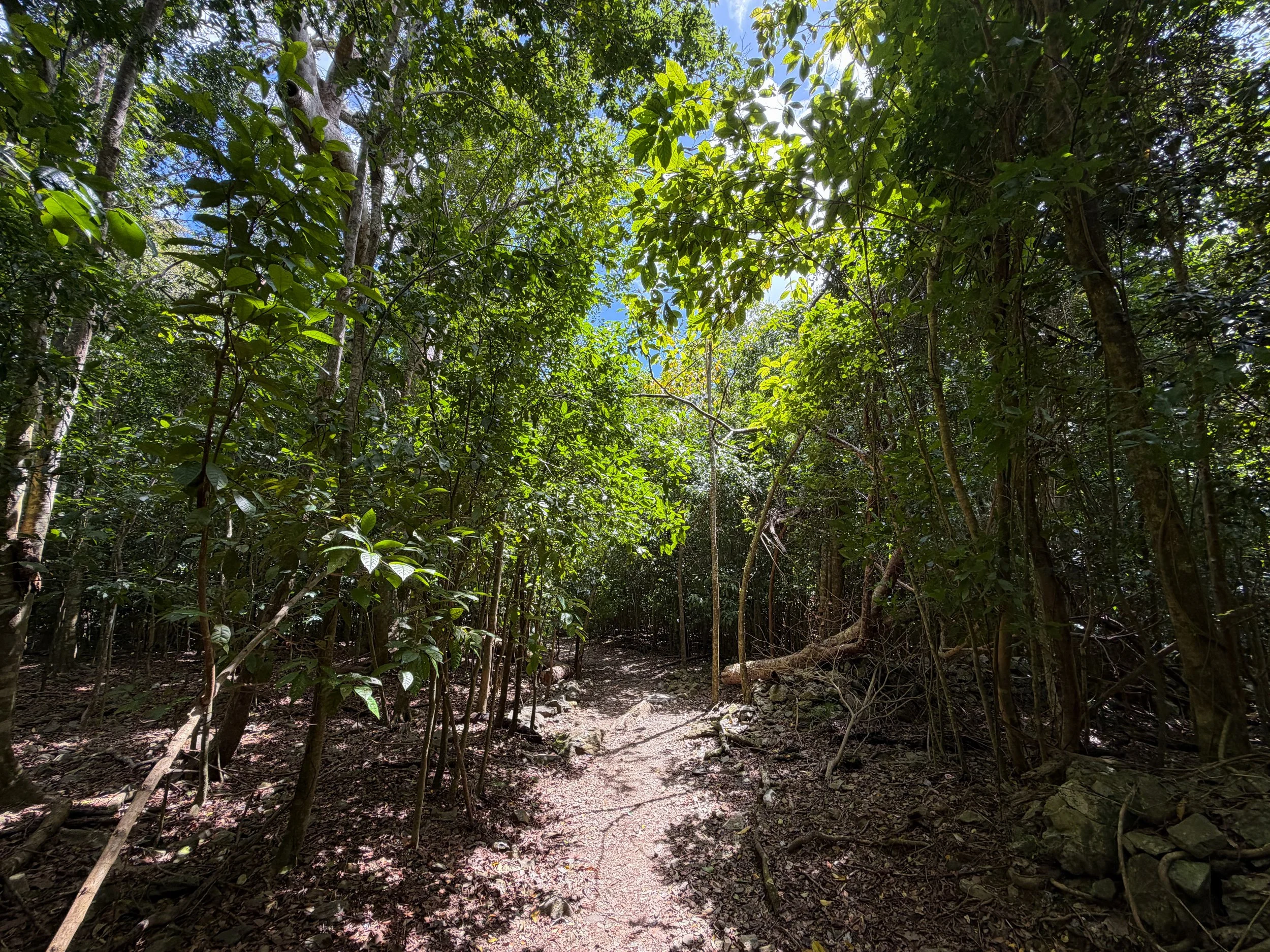 Reef Bay Hike to Petroglyphs Trail Virgin Islands National Park
