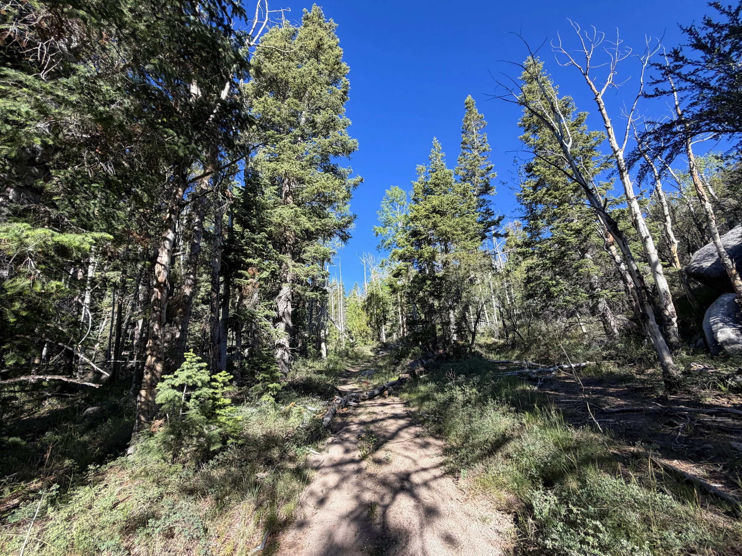 Johnson Lake Trail Great Basin National Park Nevada