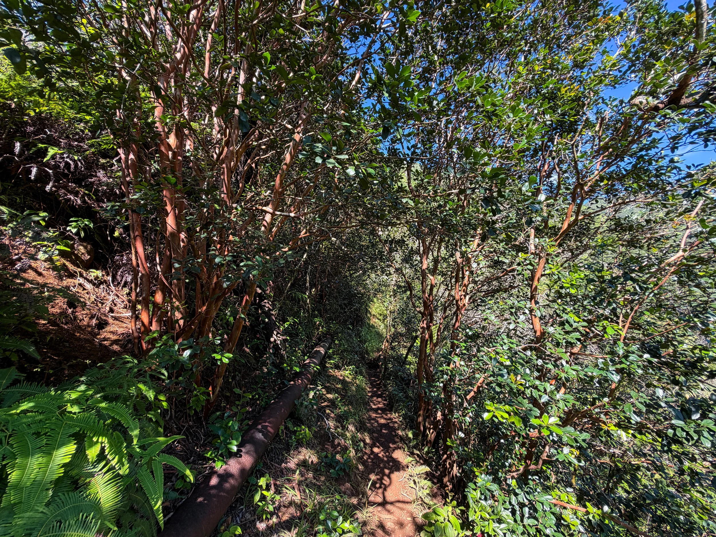 Kaau Crater Trail Oahu Hawaii