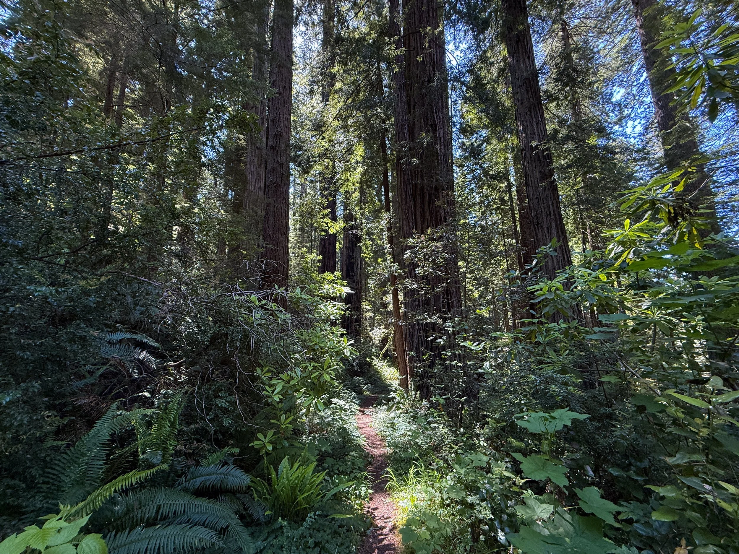 Hope Creek Loop Trail Prairie Creek Redwoods State Park California
