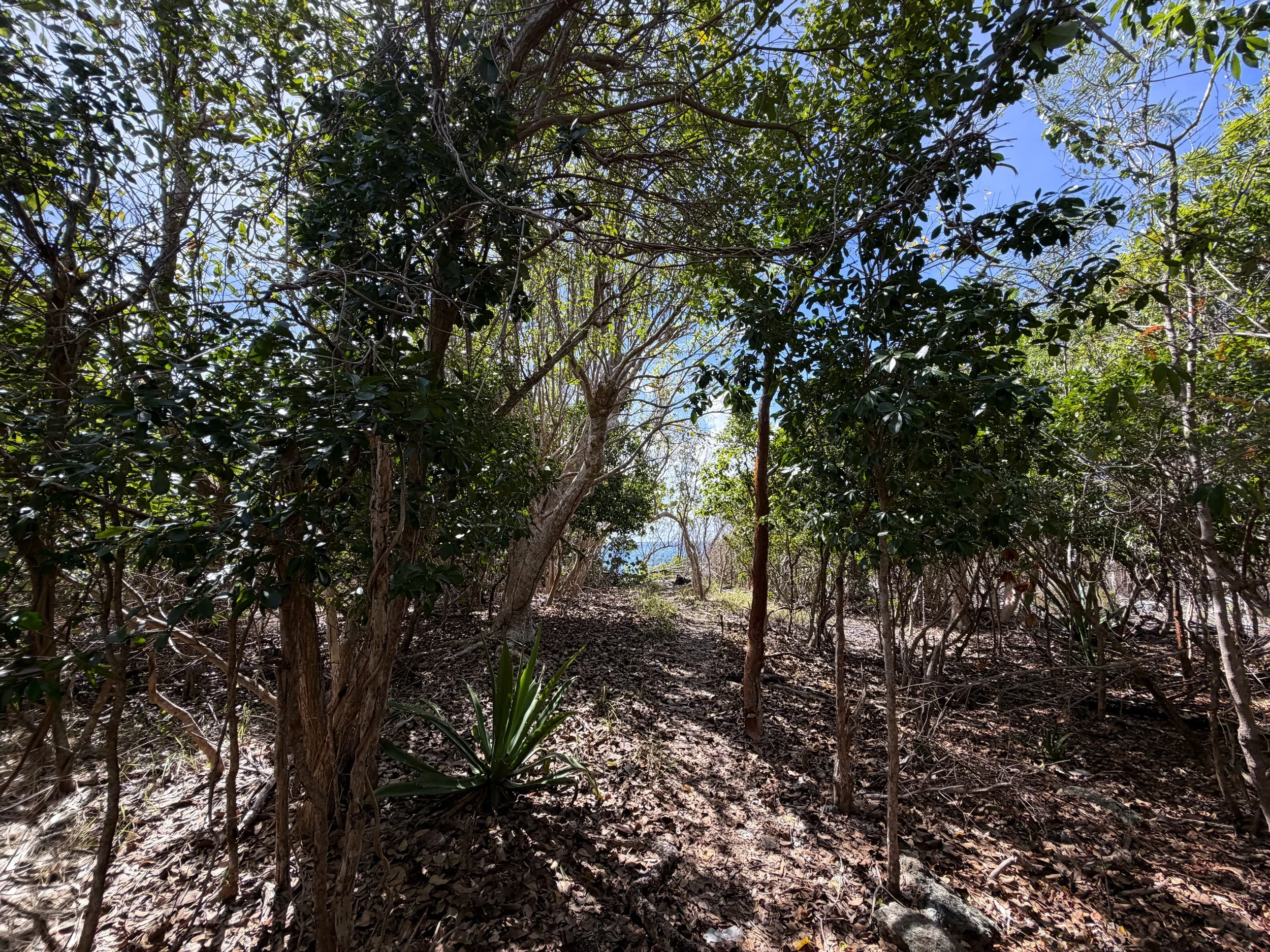Lameshur Bay Trail to Europa Bay Virgin Islands National Park