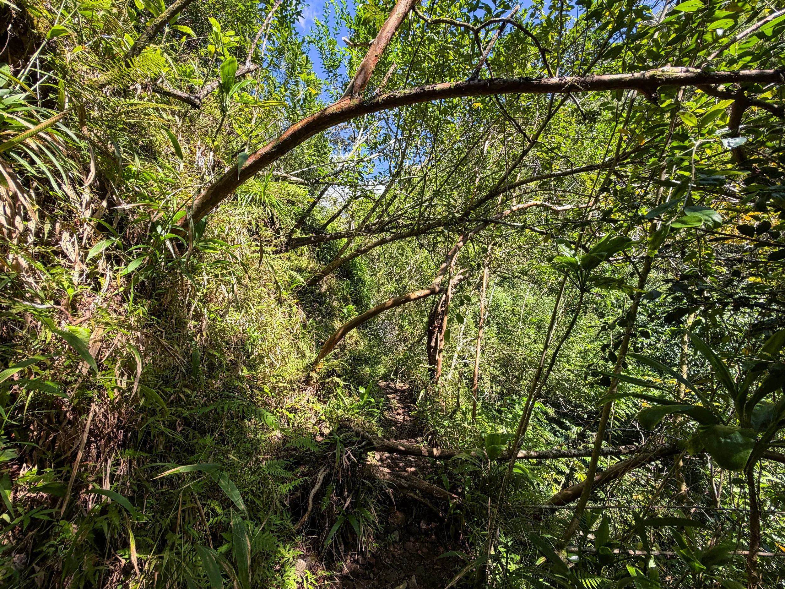 Kaau Crater Trail Ropes Oahu Hawaii