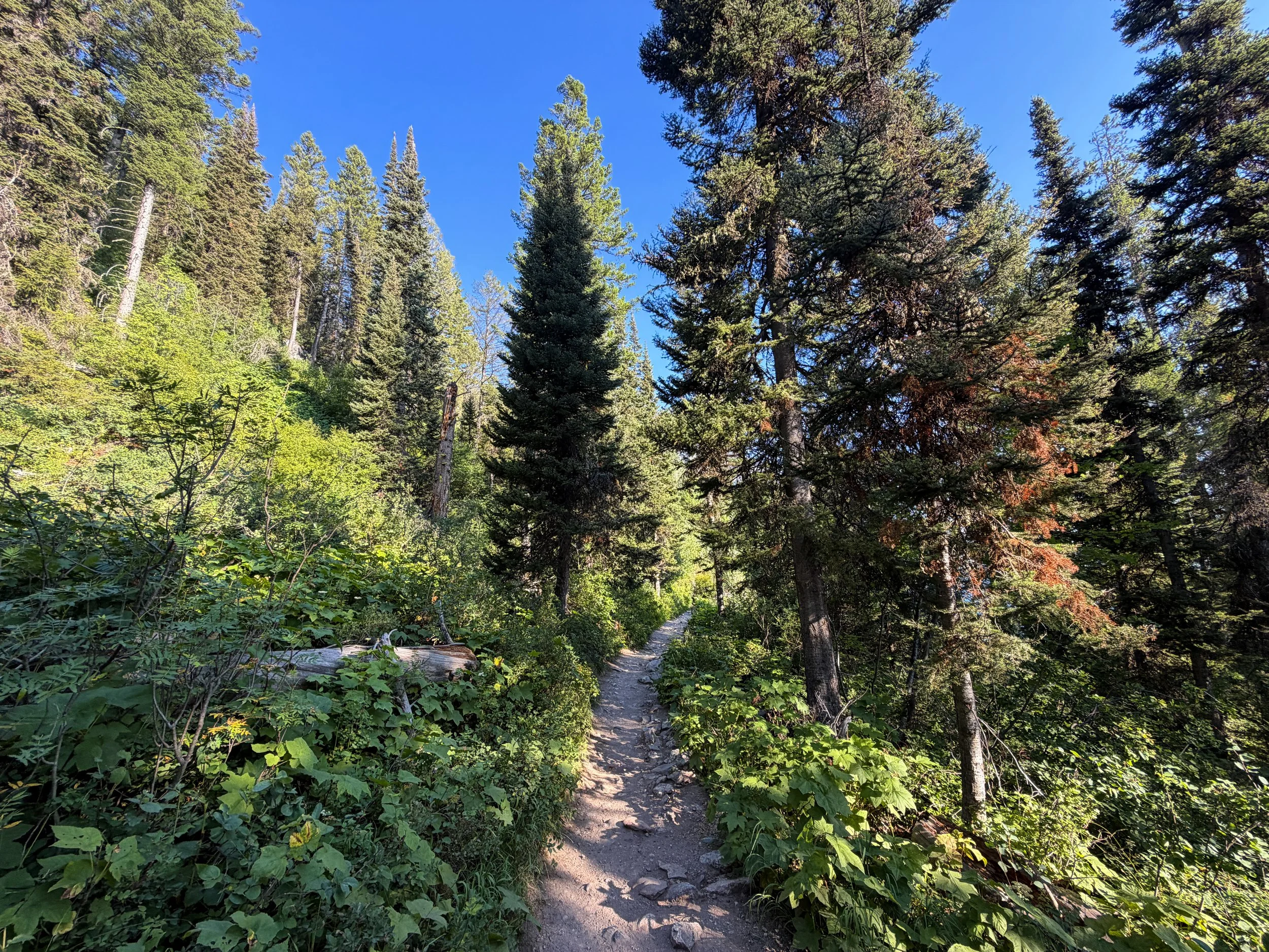 Hidden Falls via Jenny Lake Loop Trail Grand Teton National Park Wyoming