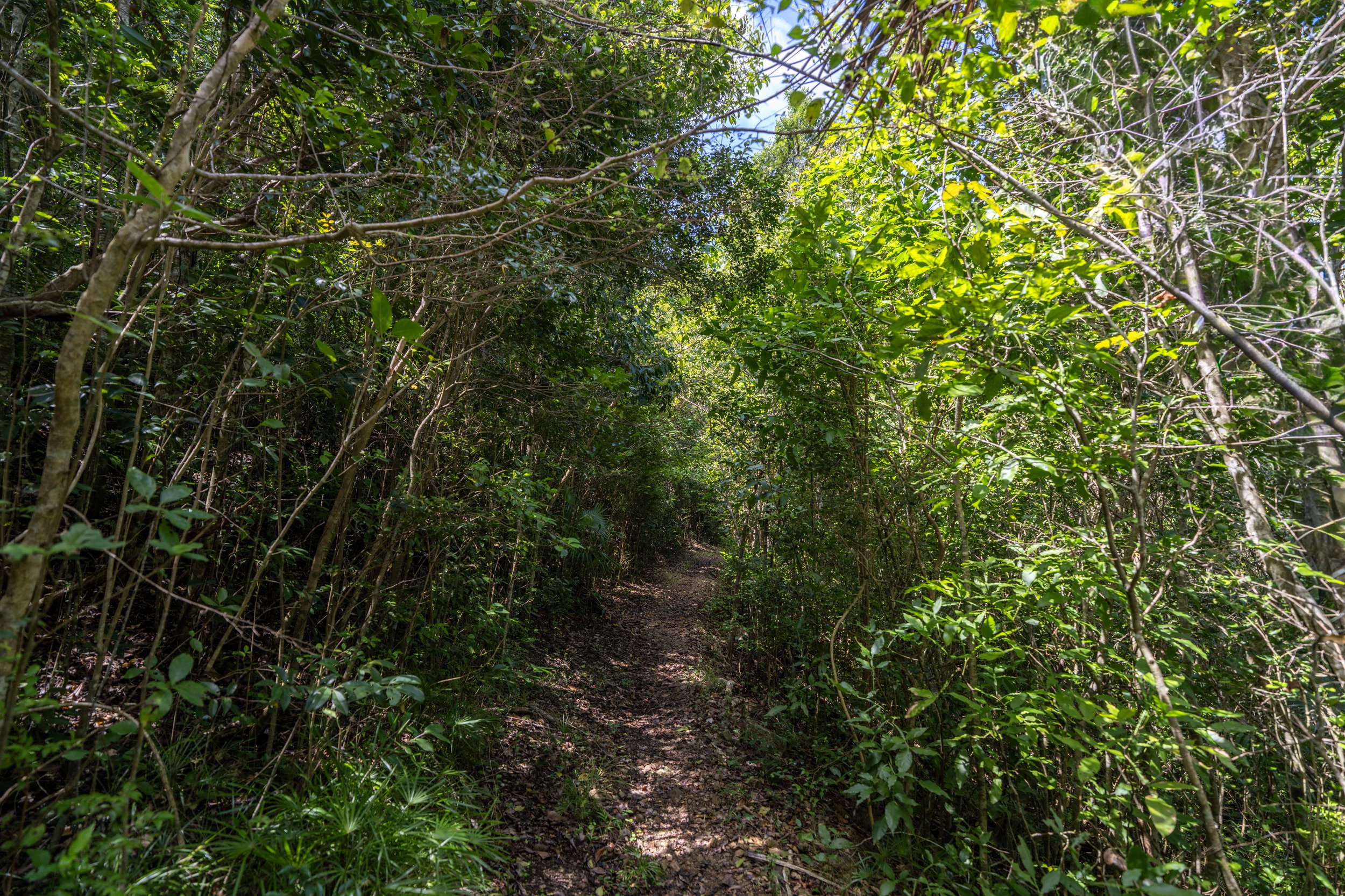Water Catchment Trail Virgin Islands National Park