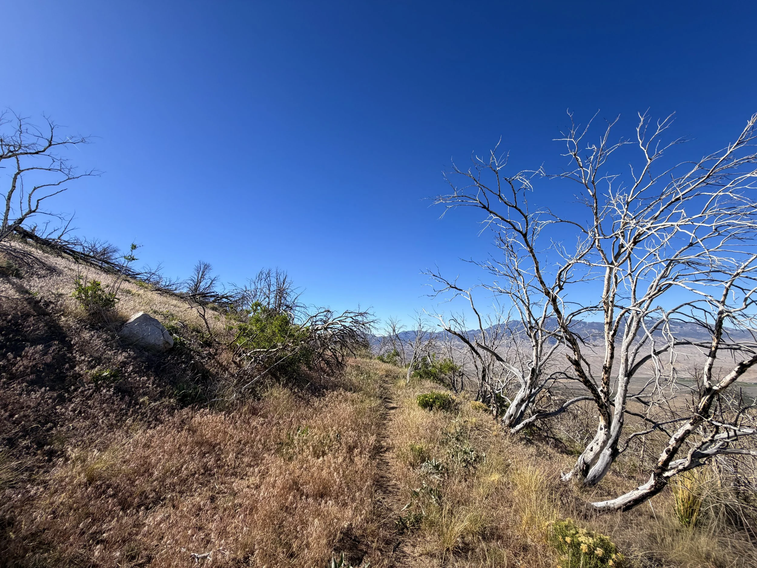Strawberry Creek Fire Osceola Ditch Trail Great Basin National Park Nevada