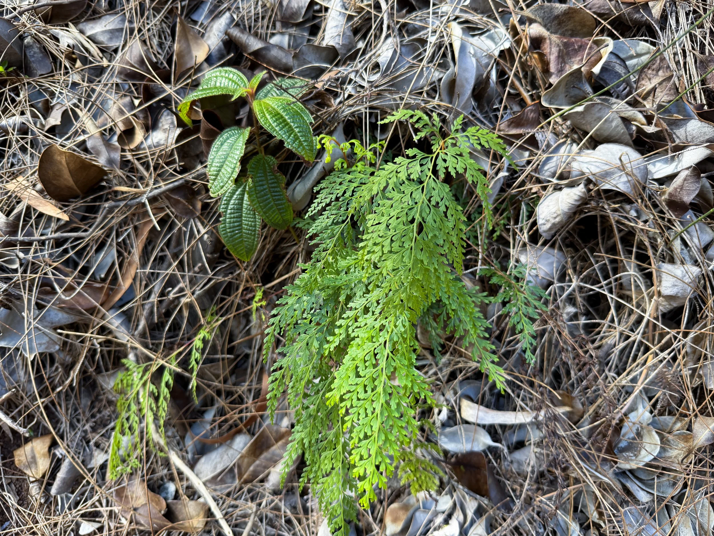 Palaa Sphenomeris chinensis