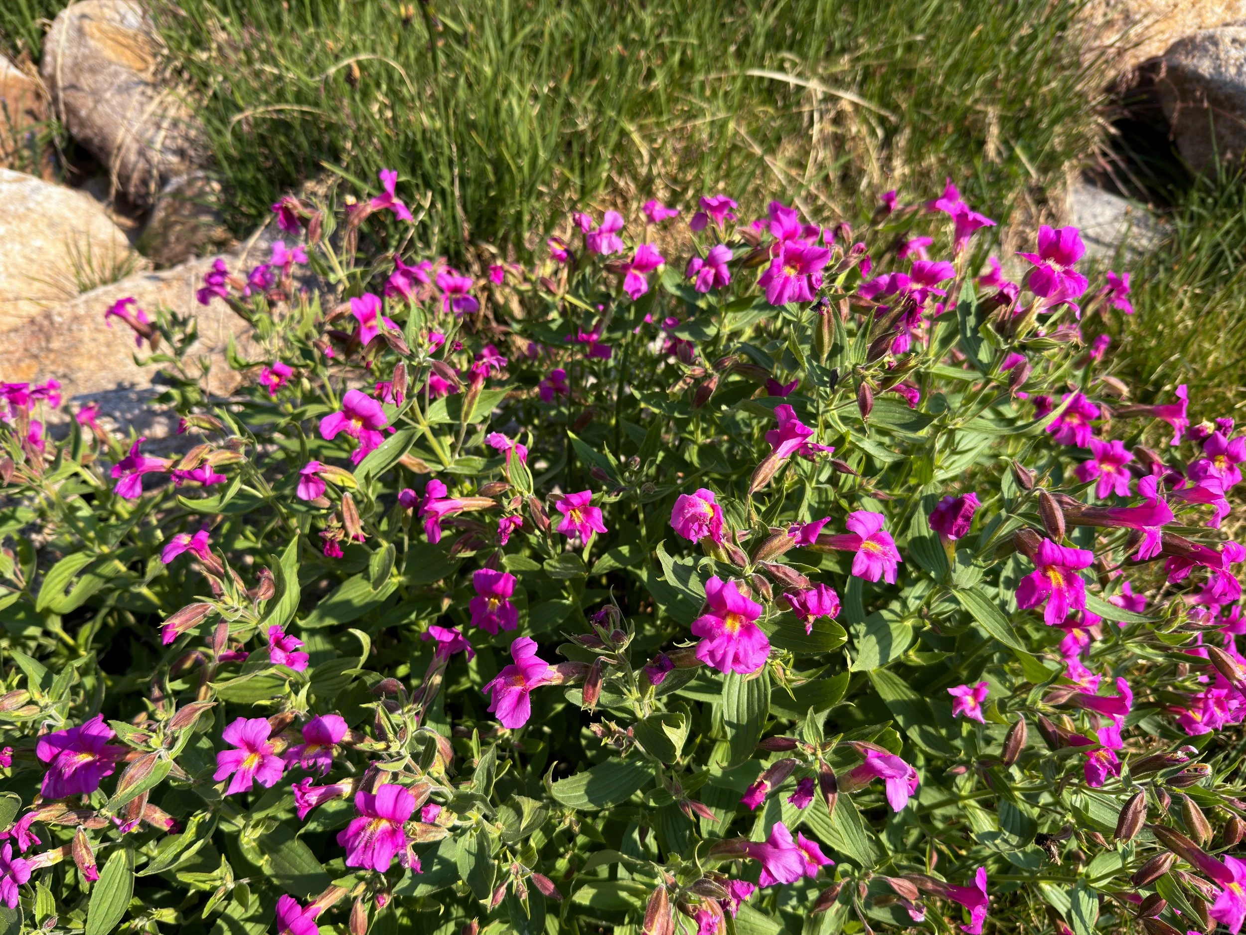 Purple Monkey Flower Erythranthe lewisii