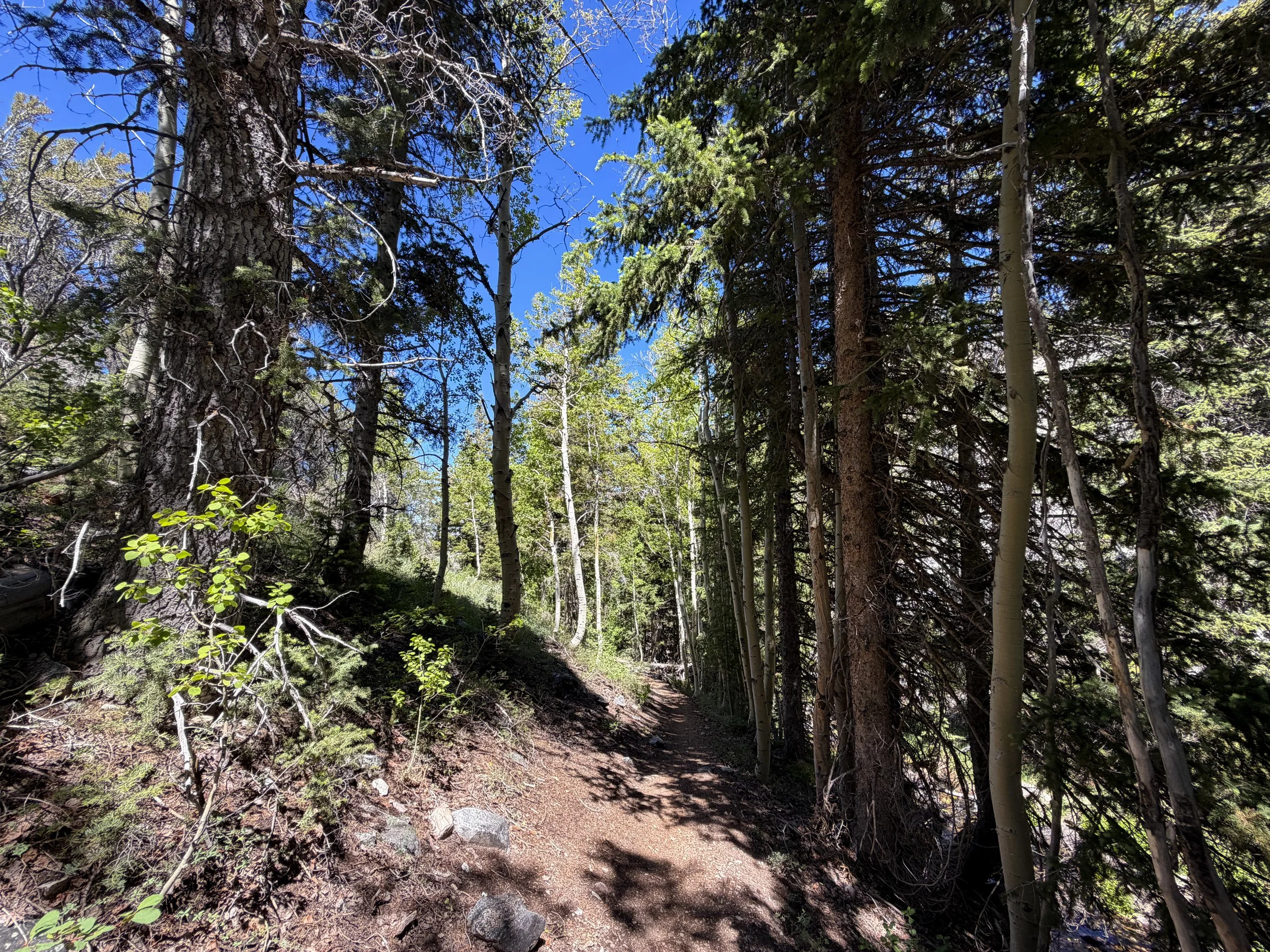 Baker Creek Loop Trail Great Basin National Park Nevada