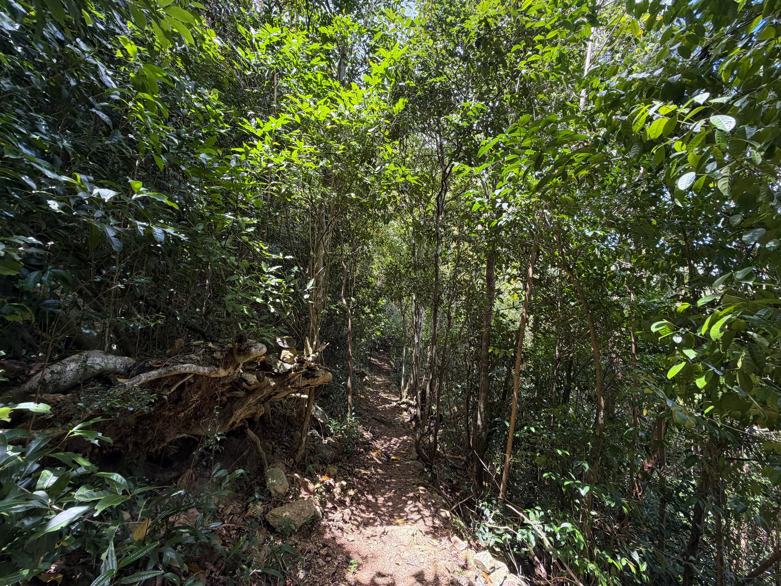 Maria Hope Trail Virgin Islands National Park