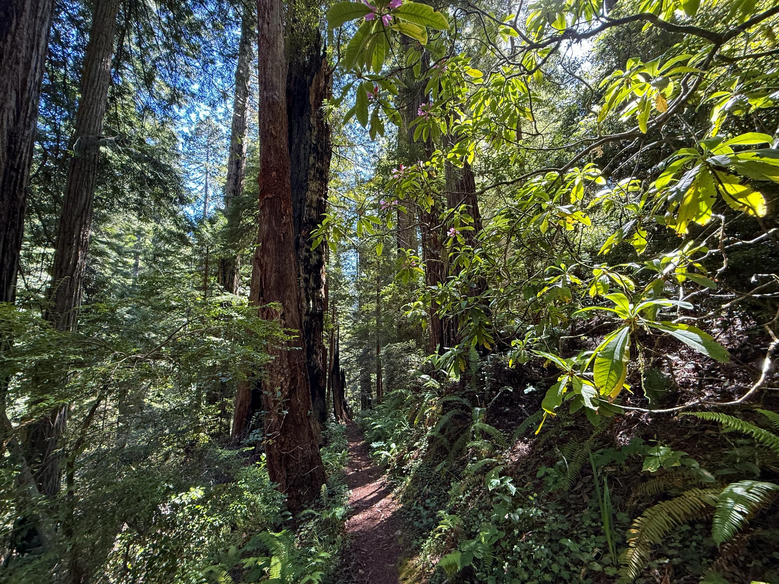Hope Creek–Ten Taypo Loop Trail Prairie Creek Redwoods State Park California