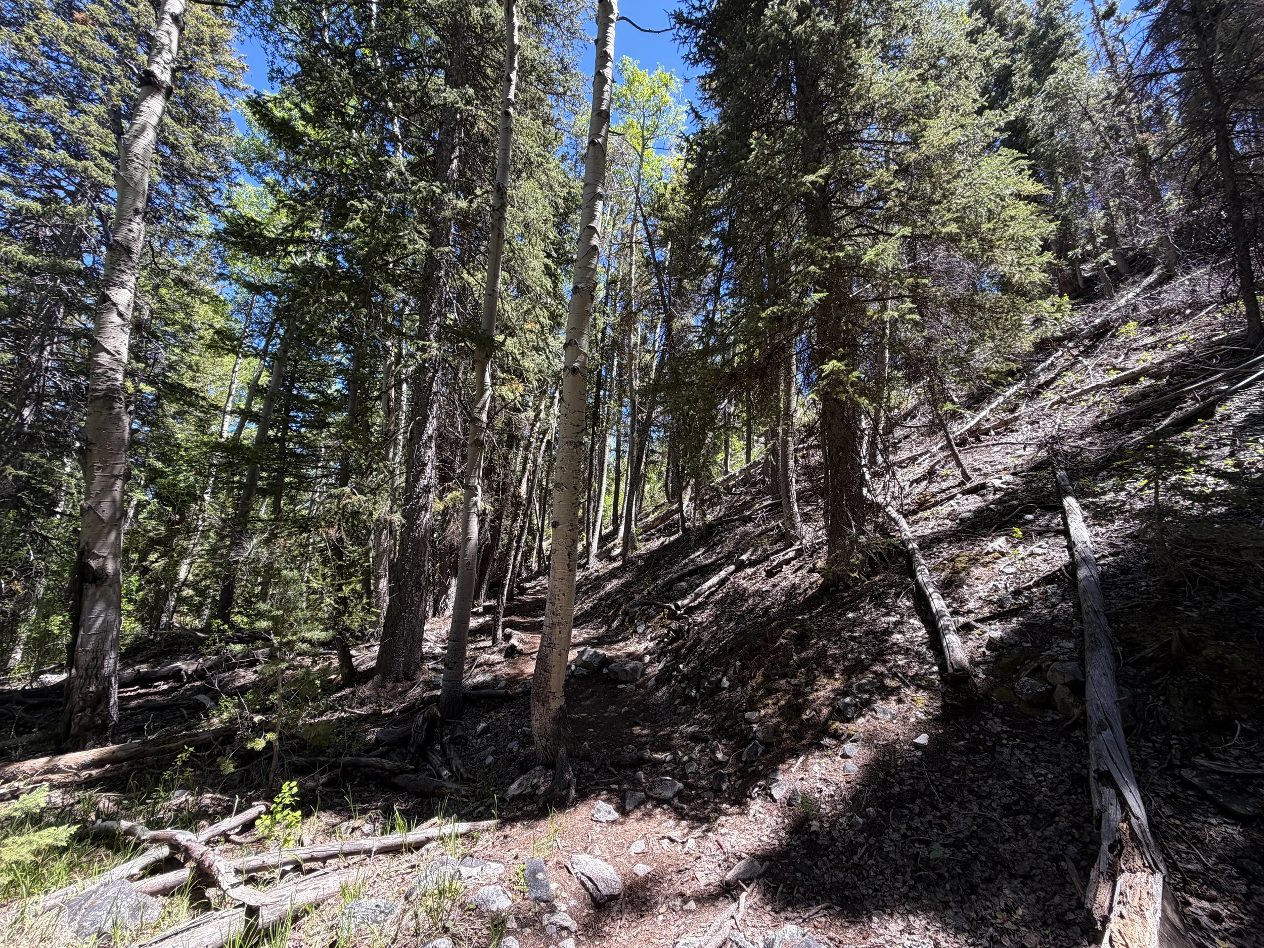 Baker Creek Loop Trail Great Basin National Park Nevada