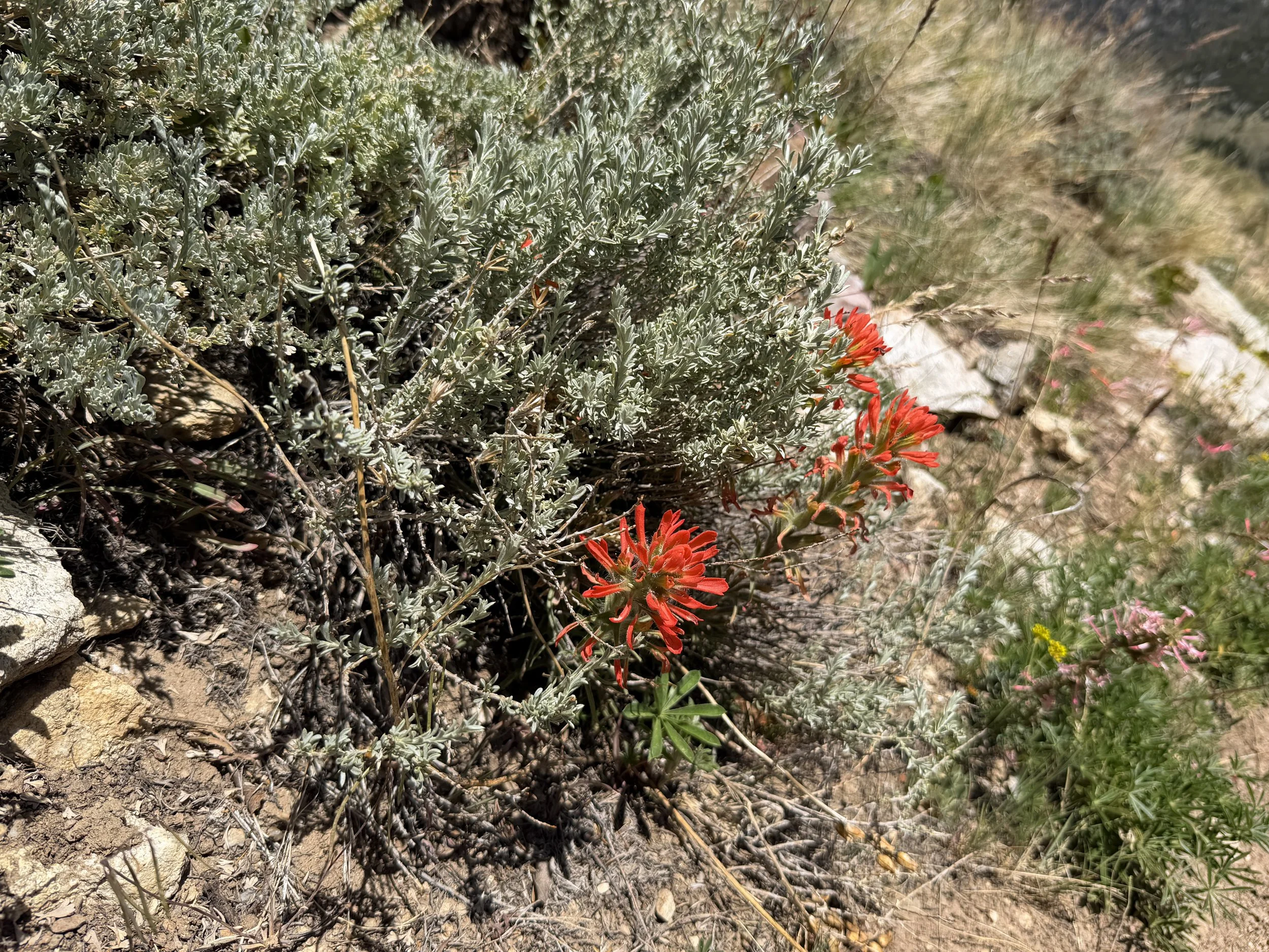 Paintbrush Castilleja sp.