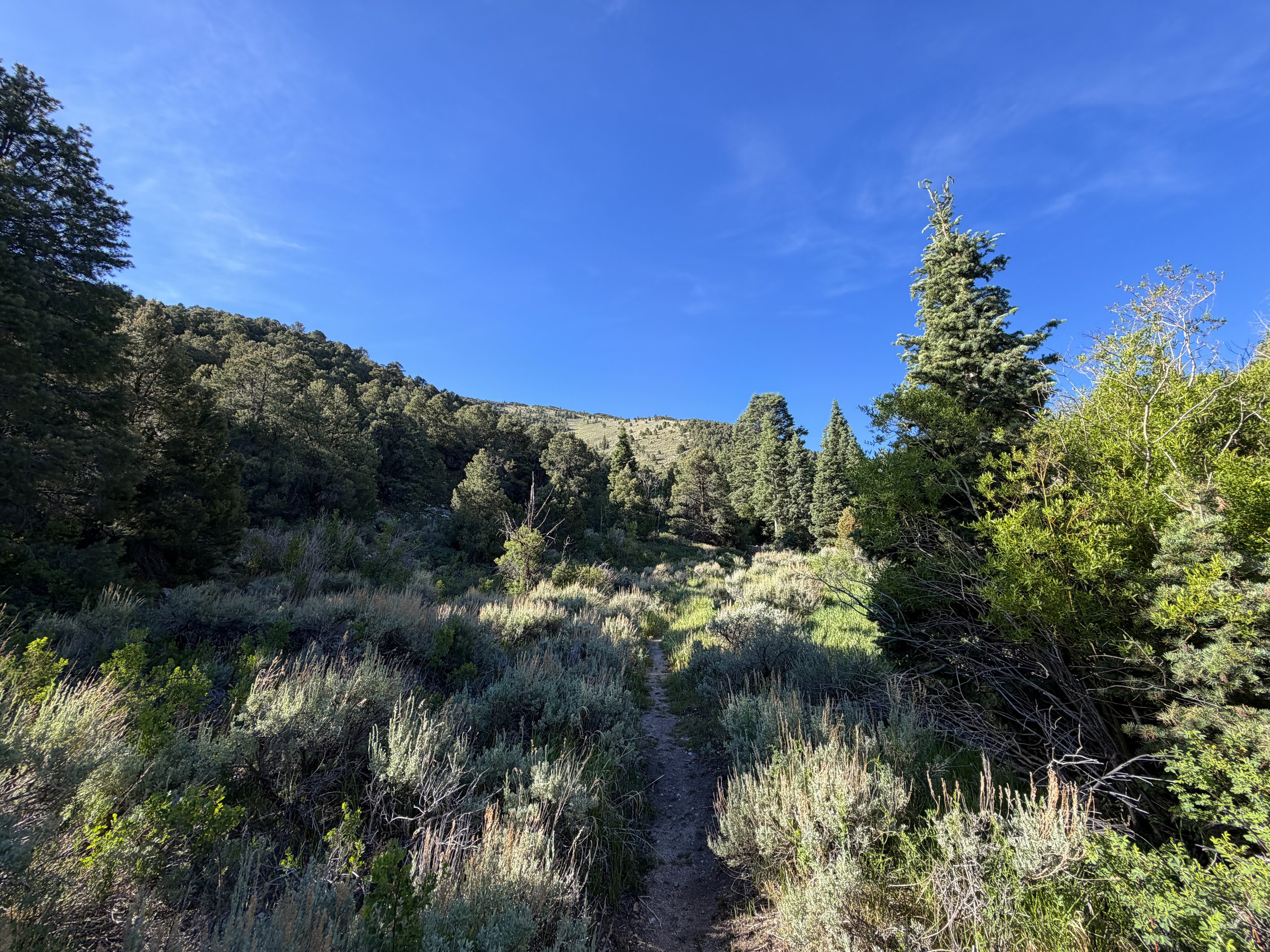 Pole Canyon Loop Trail Great Basin National Park Nevada