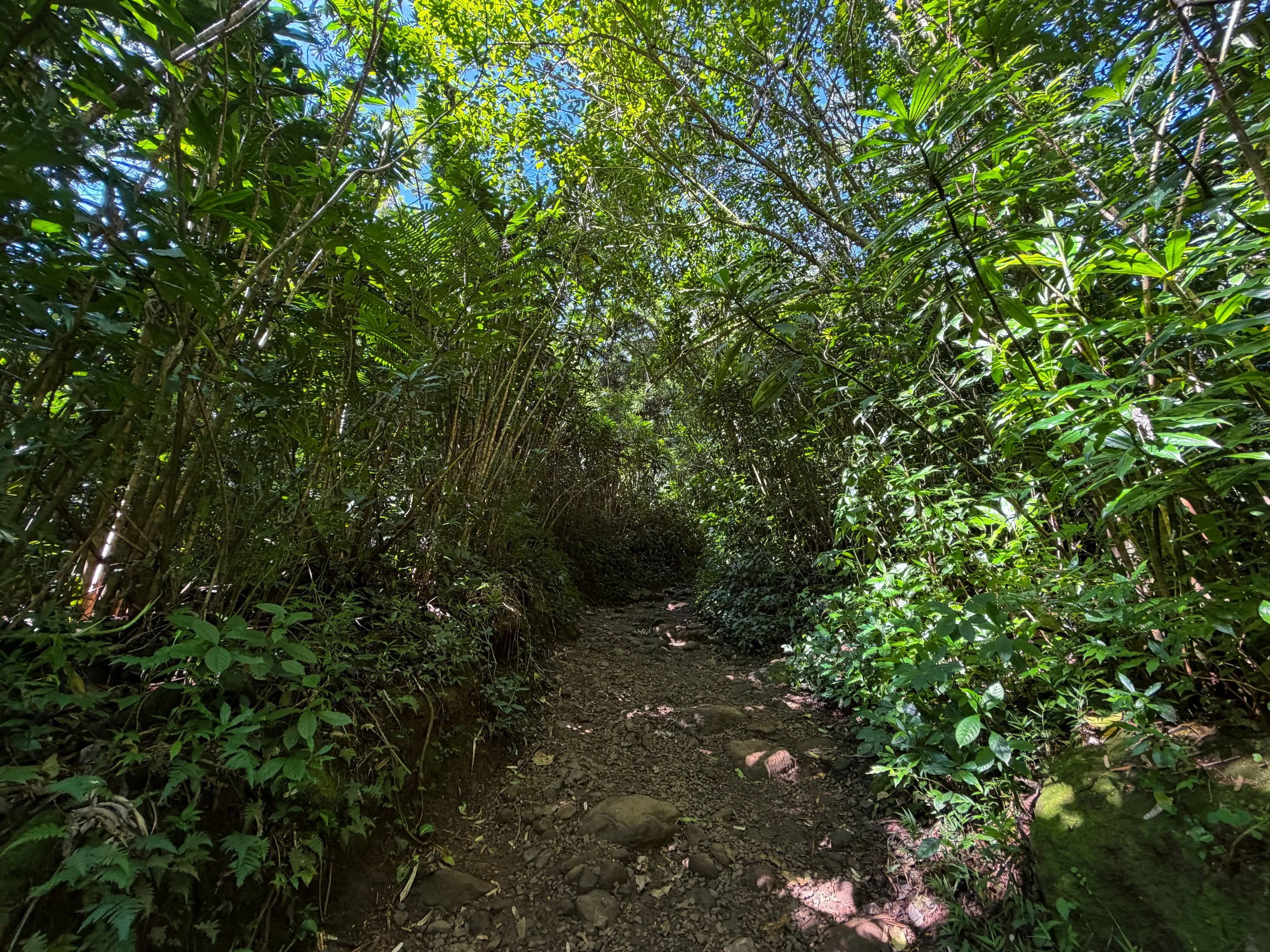 Manoa Falls Trail Oahu Hawaii