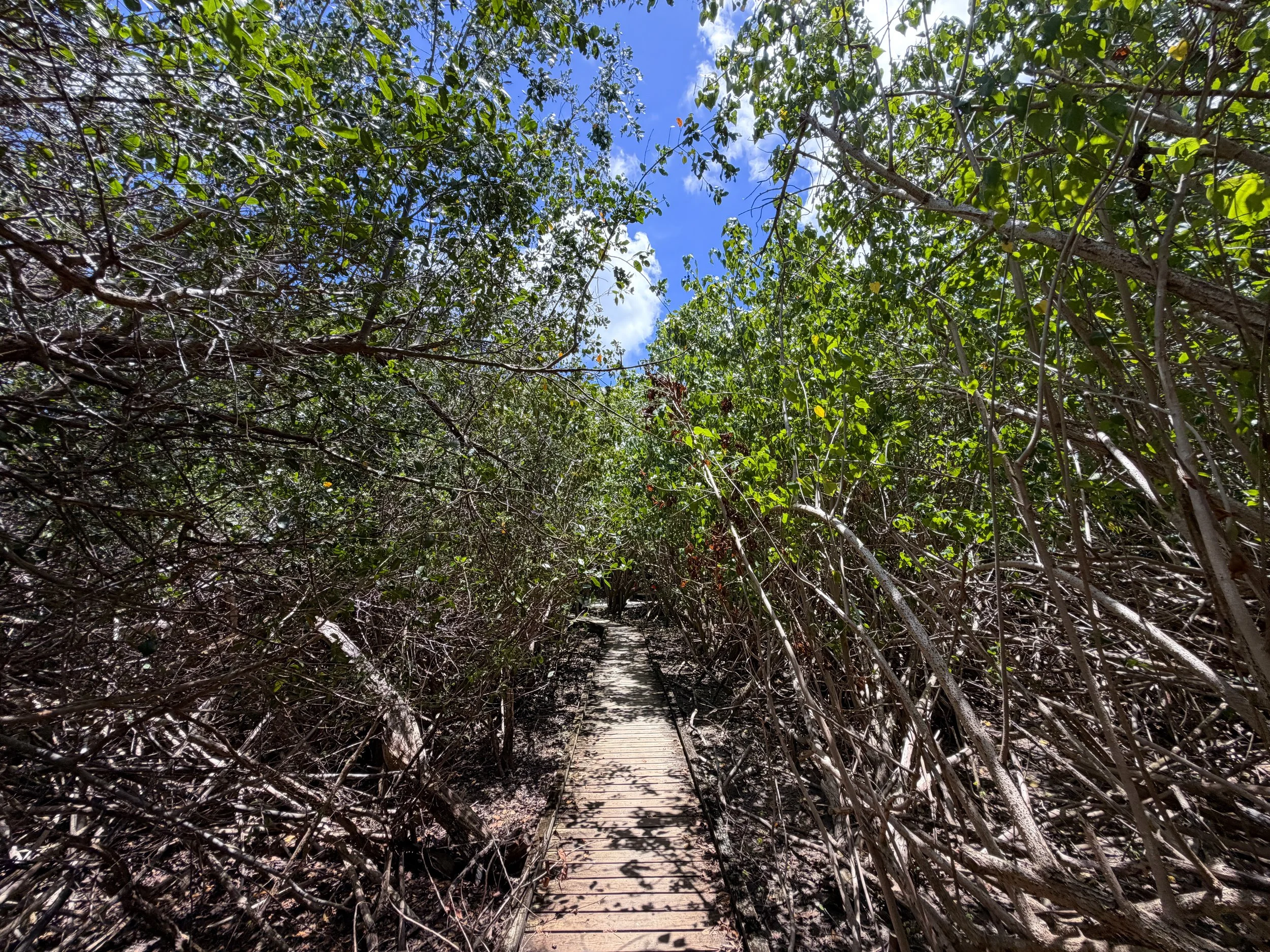 Francis Bay Trail Virgin Islands National Park