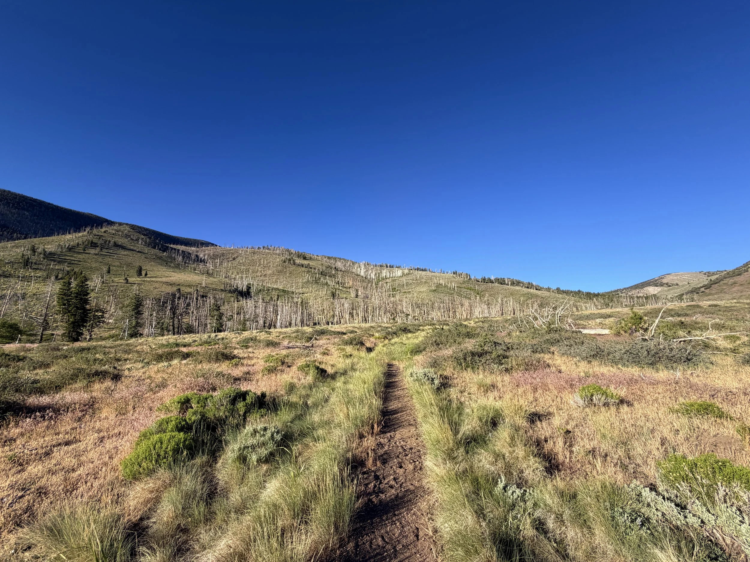 Upper Strawberry Trail Great Basin National Park Nevada