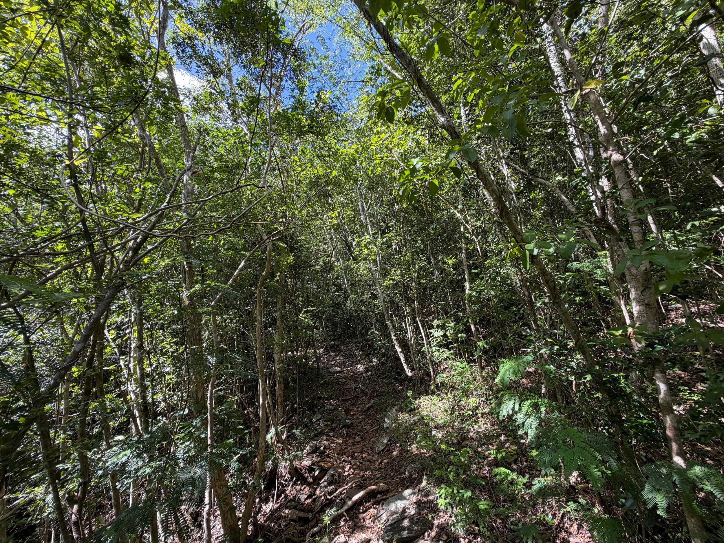 Great Sieben Hike Virgin Islands National Park