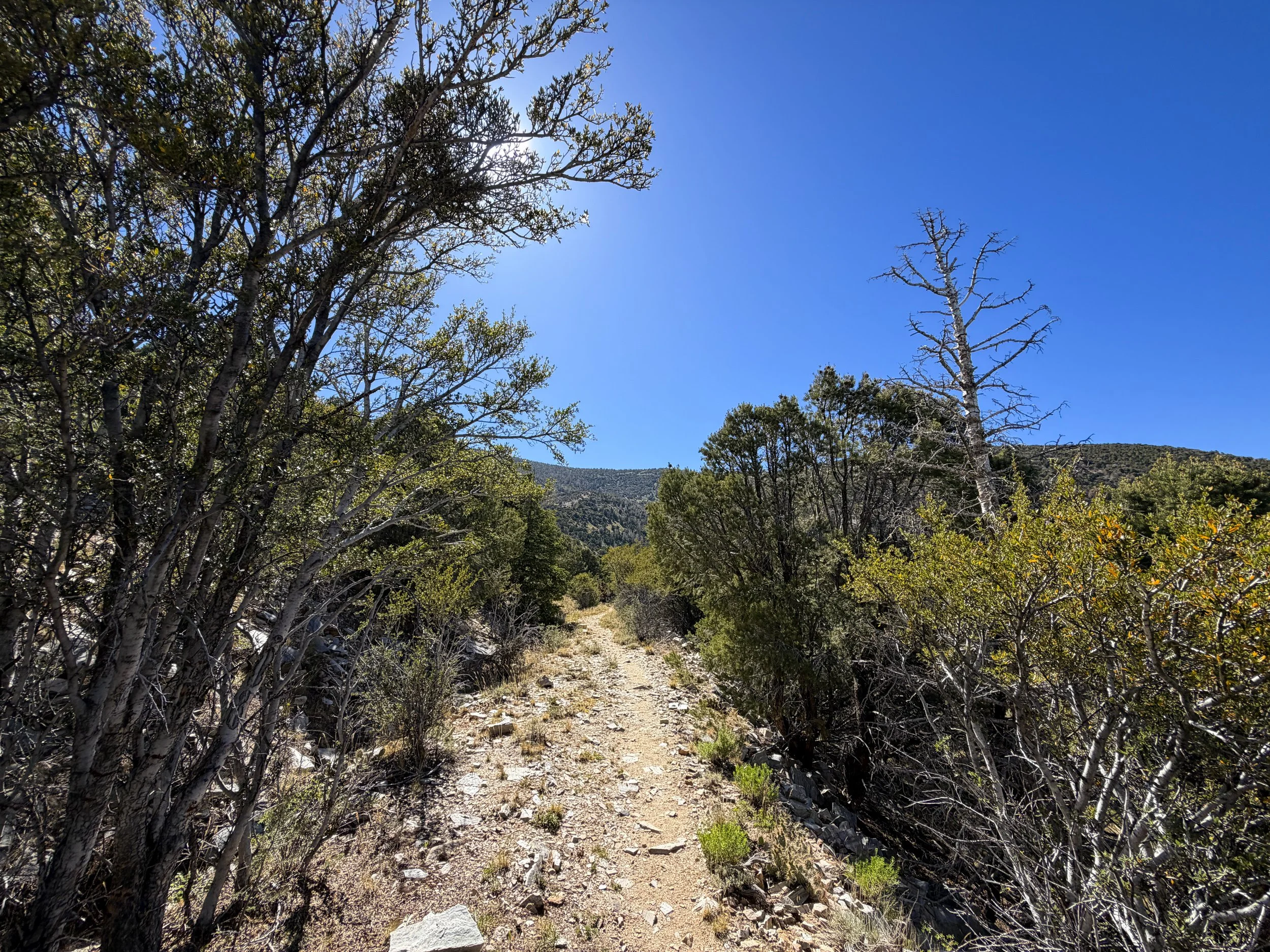 Osceola Ditch Trail Great Basin National Park Nevada