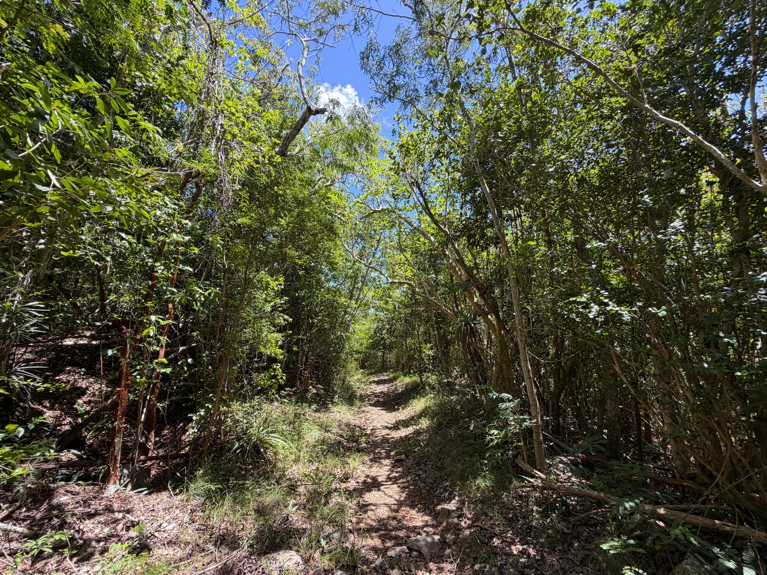 LEsperance Hike Virgin Islands National Park
