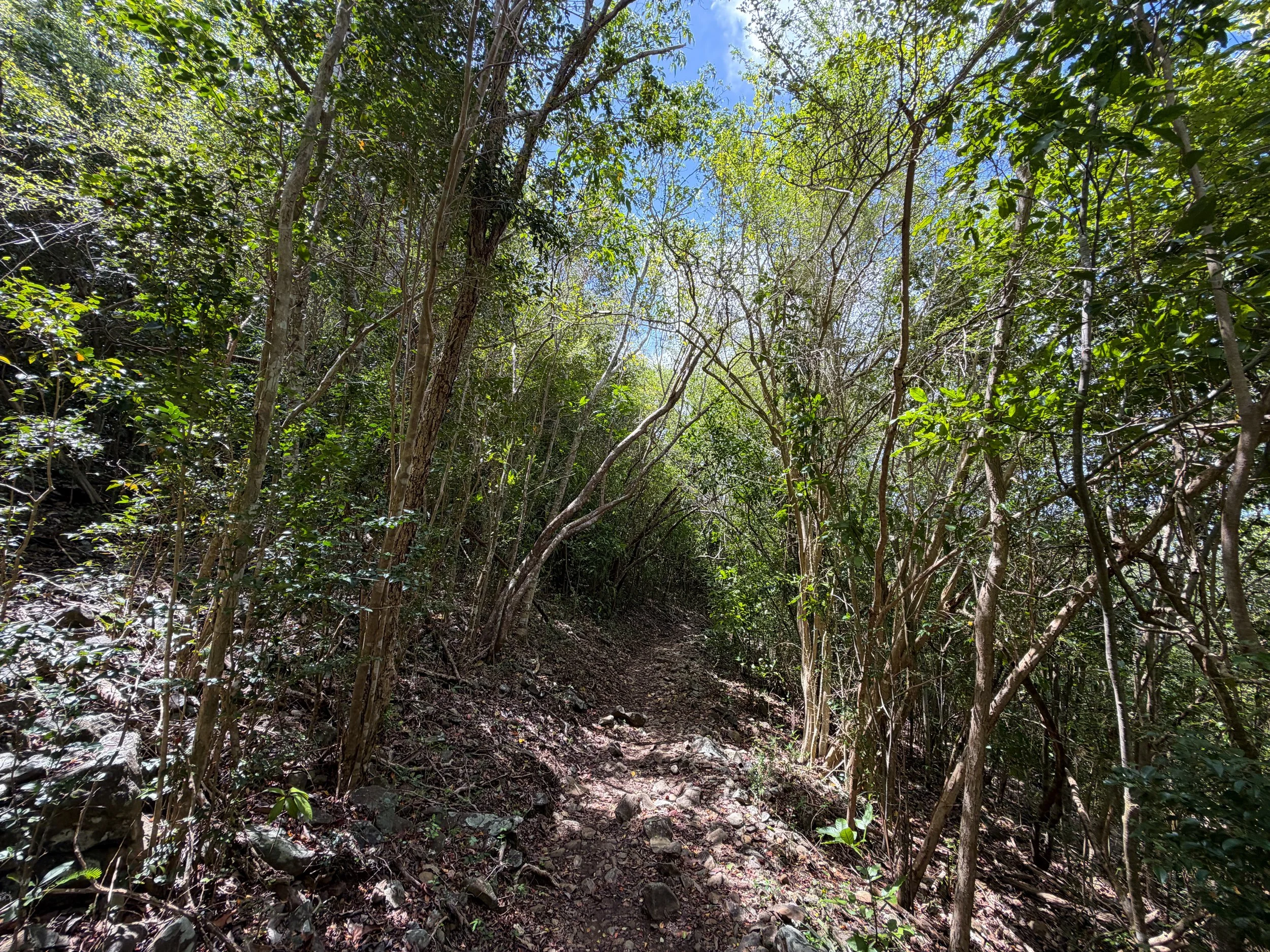 Lind Point Trail Virgin Islands National Park