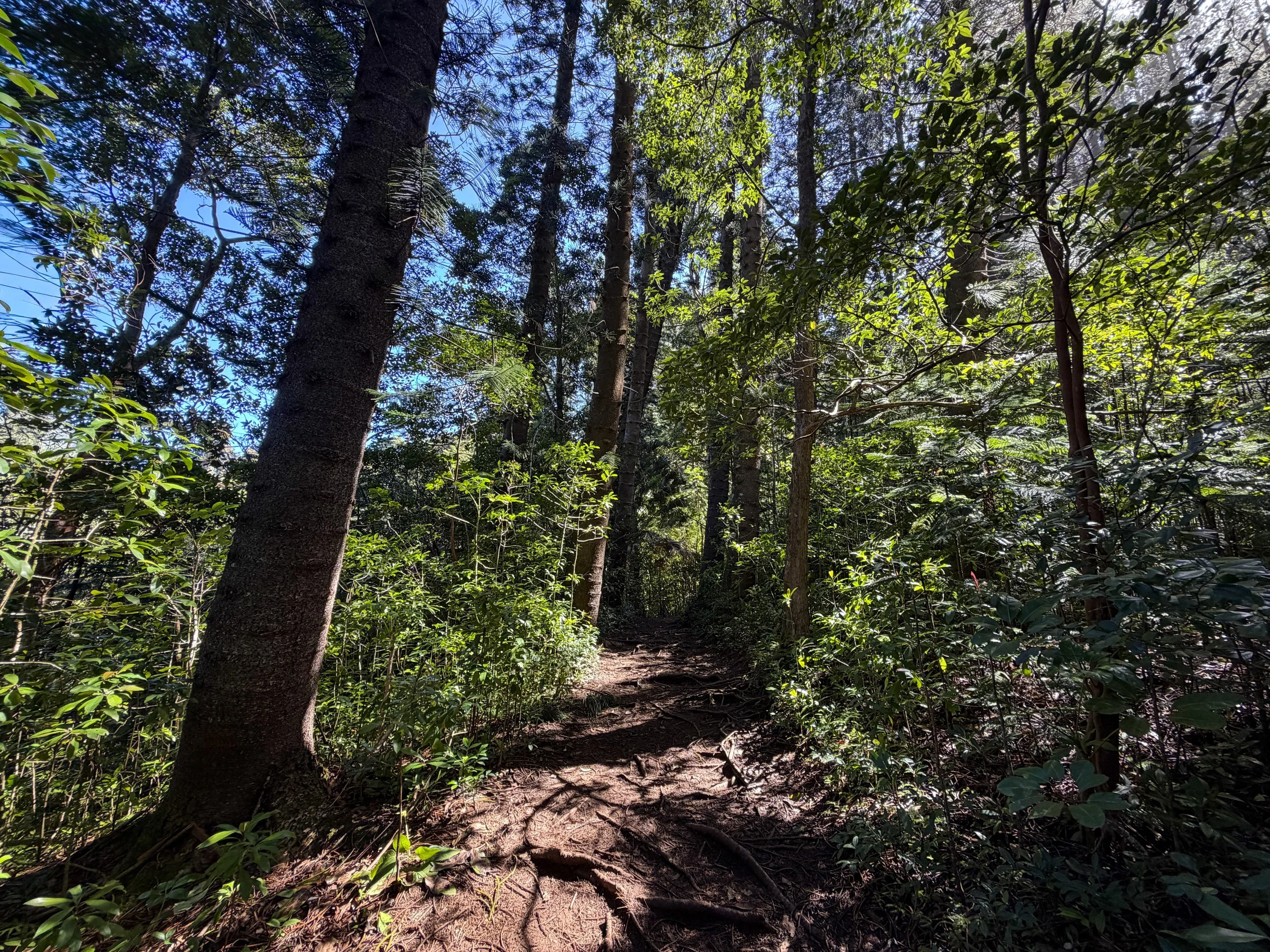 Judd Trail to Jackass Ginger Pool Oahu Hawaii