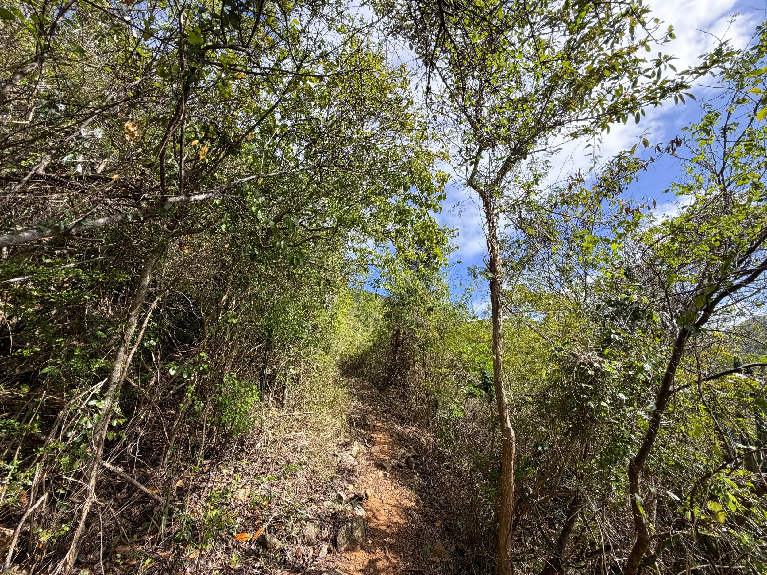 Bordeaux Mountain Hike Virgin Islands National Park