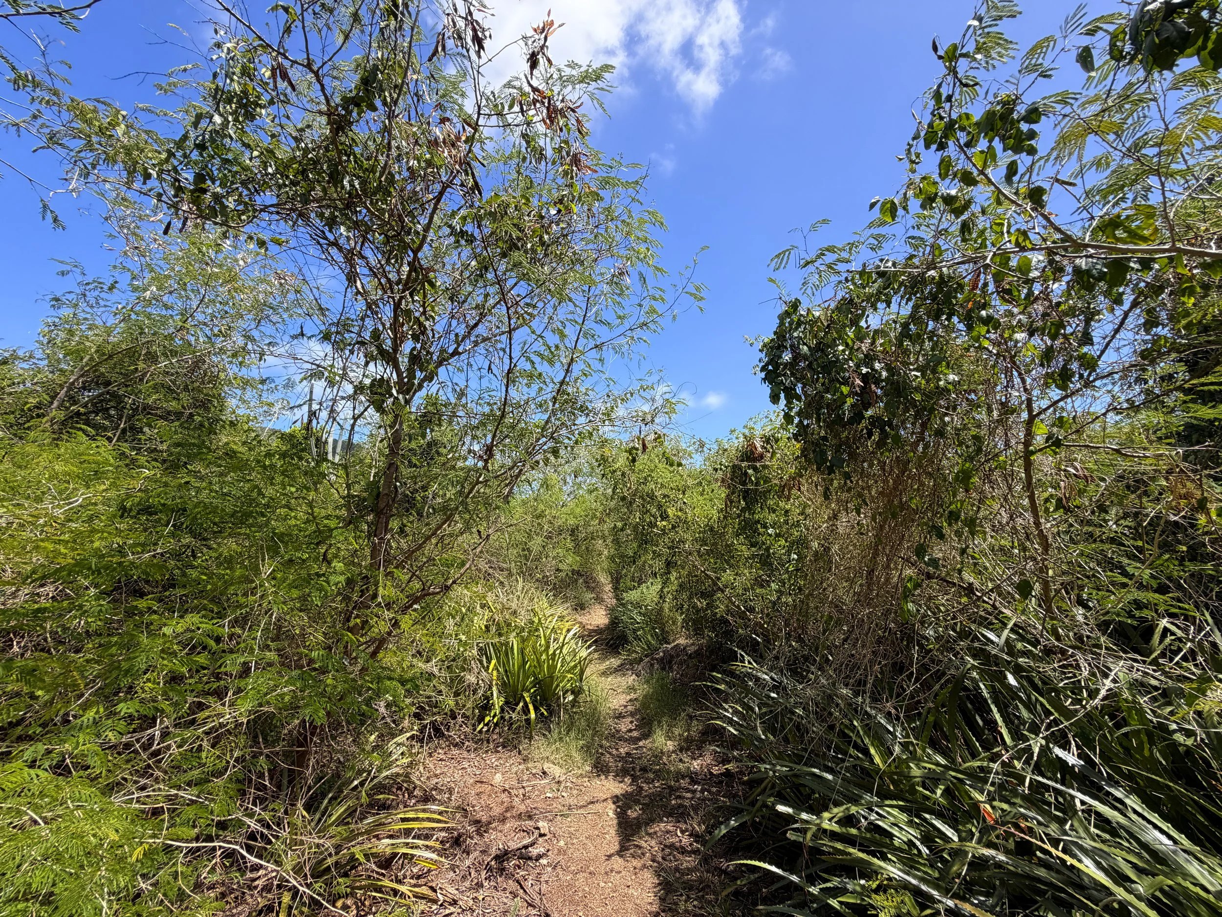 L'Esperance Trail Virgin Islands National Park