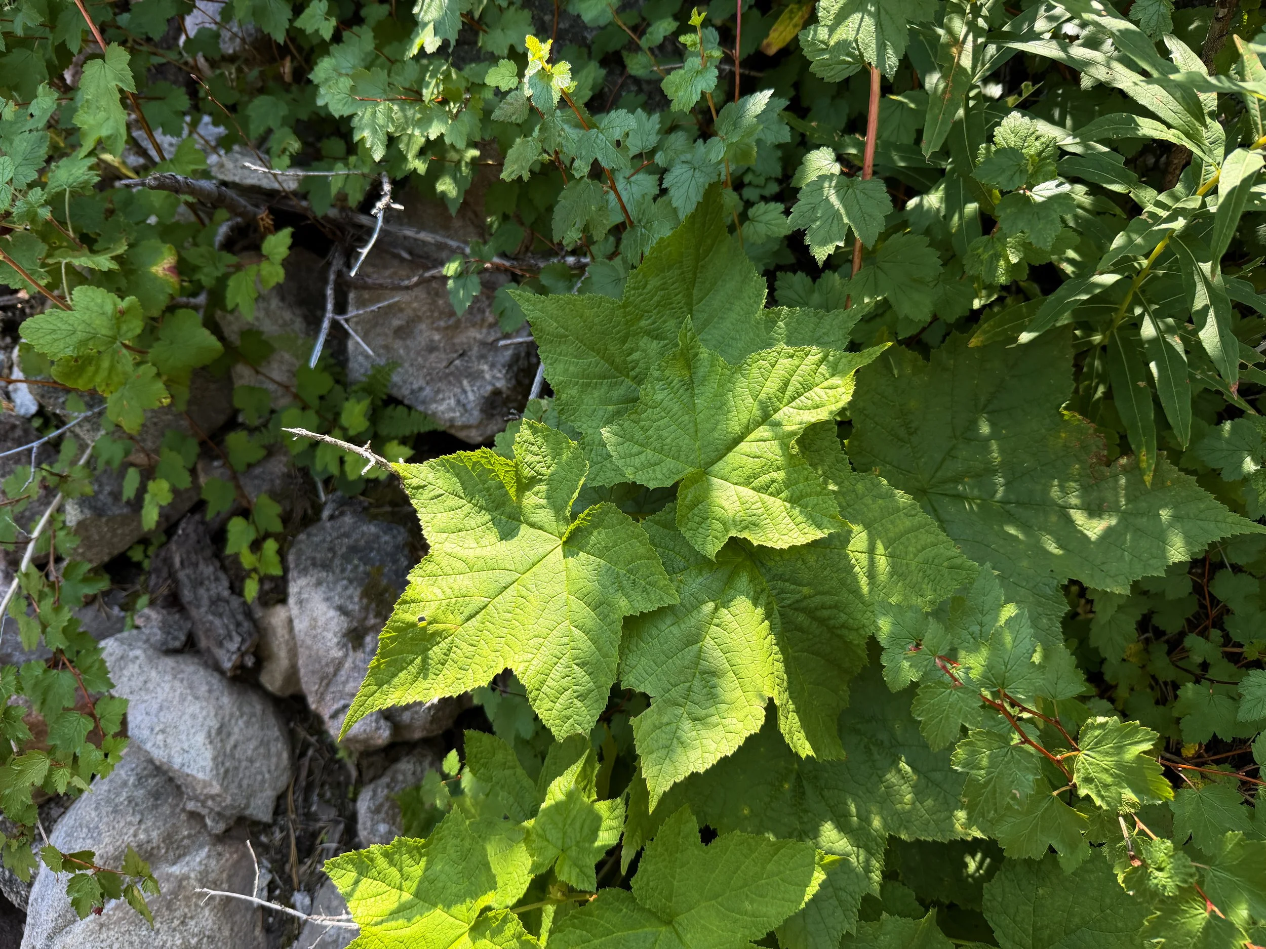 Thimbleberry Rubus parviflorus