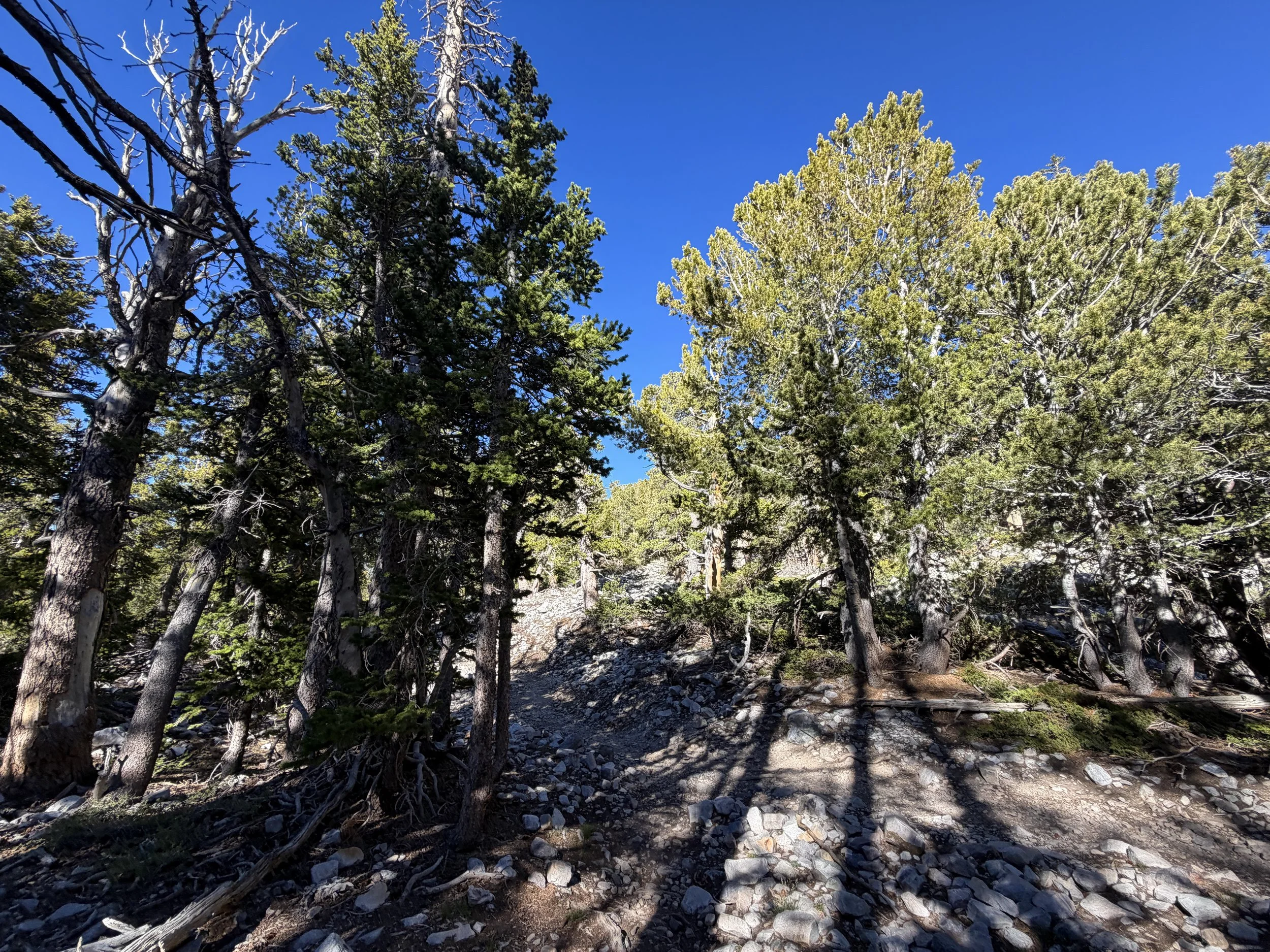 Alpine Lakes Loop Trail Great Basin National Park Nevada