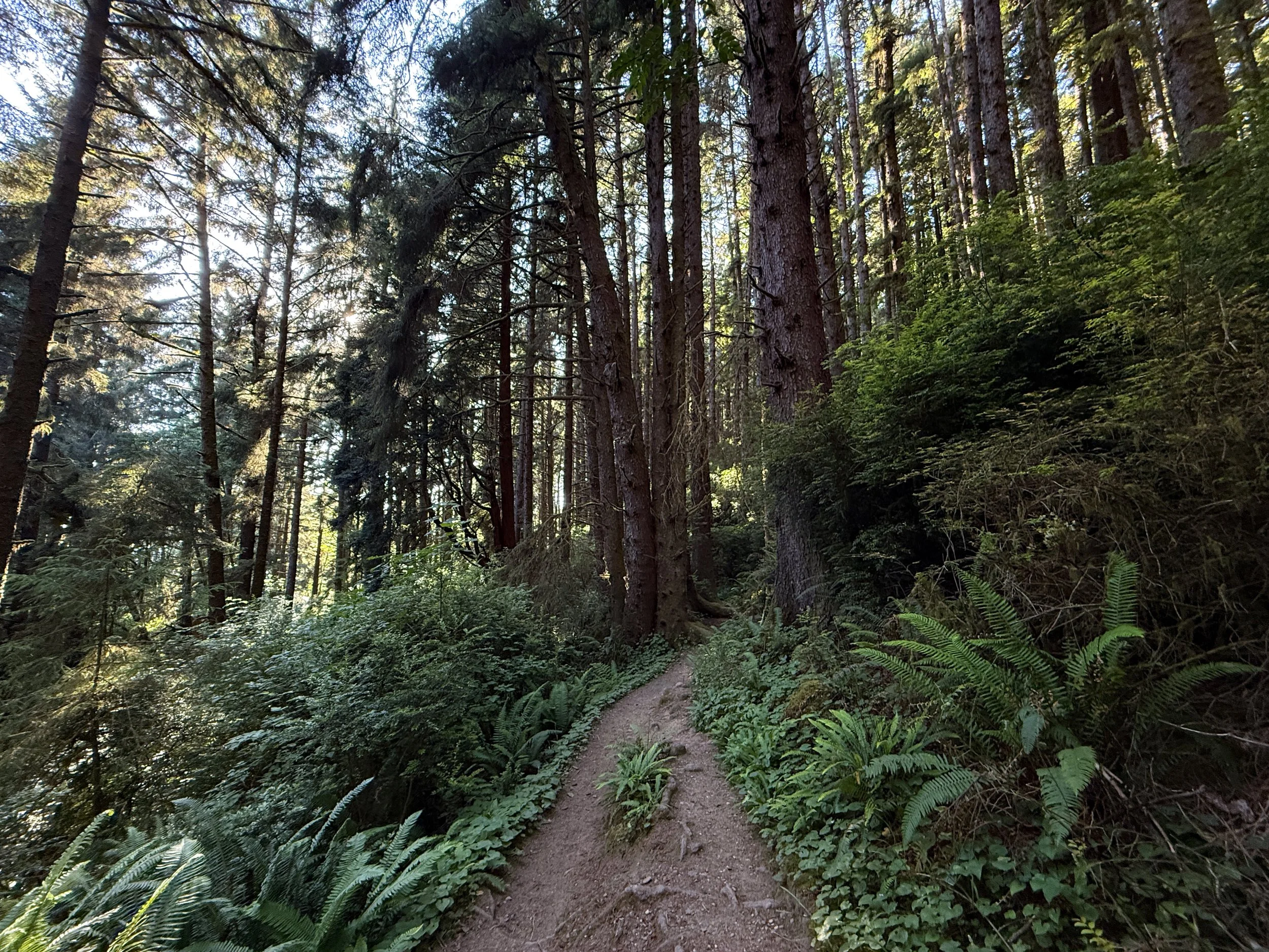 Fern Canyon Loop Trail Prairie Creek Redwoods State Park California