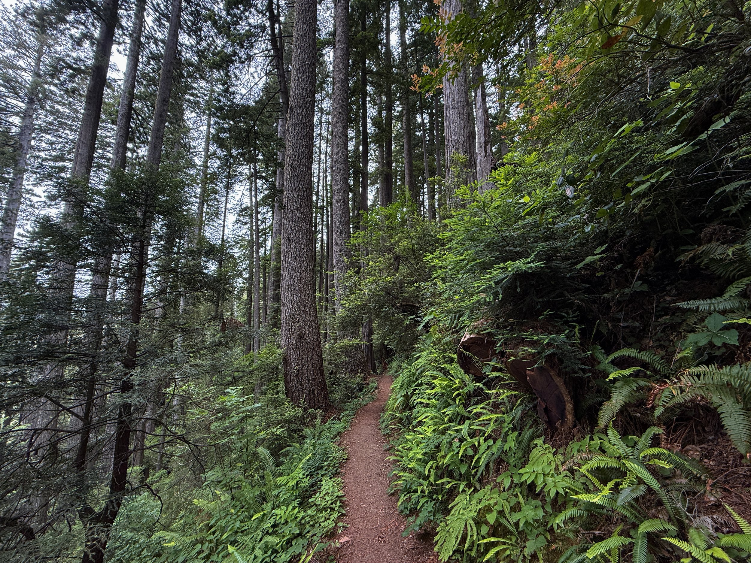 Damnation Creek Hike Del Norte Coast Redwoods State Park California