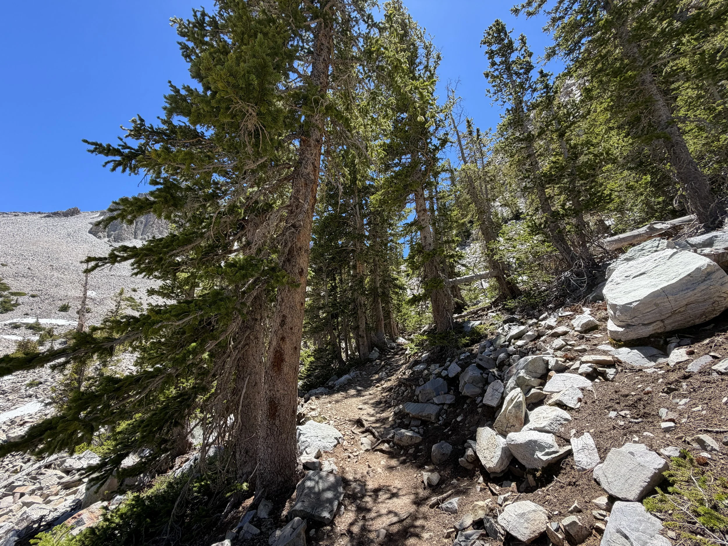 Glacier Trail Great Basin National Park Nevada
