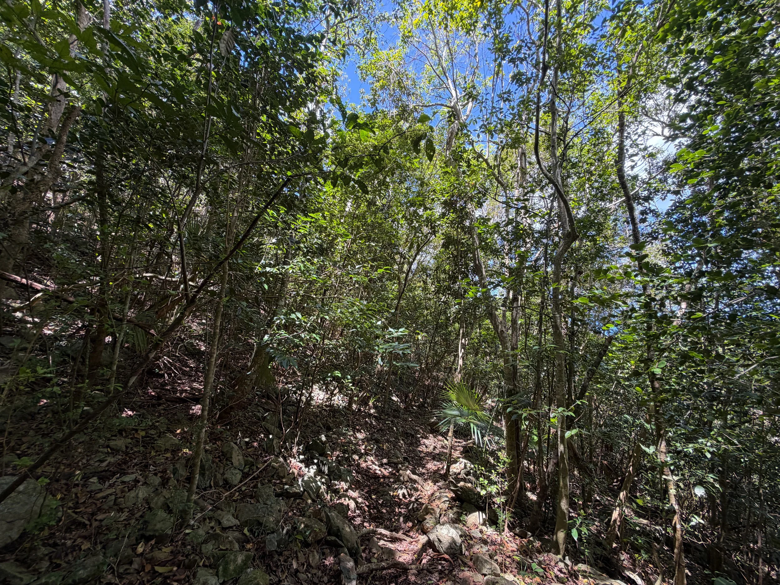 Caneel Hill Trail Virgin Islands National Park