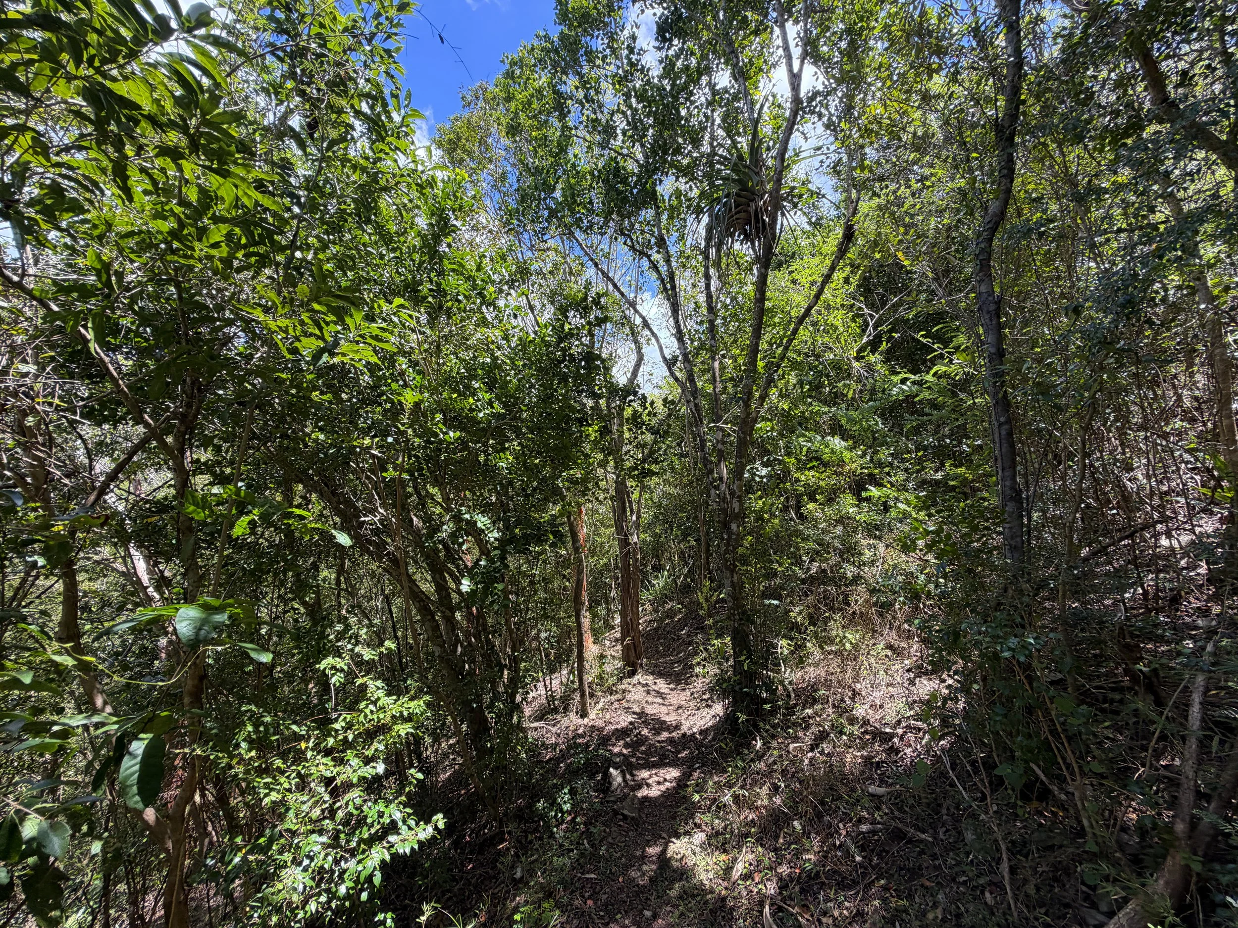 Caneel Hill Trail to North Shore Road Virgin Islands National Park