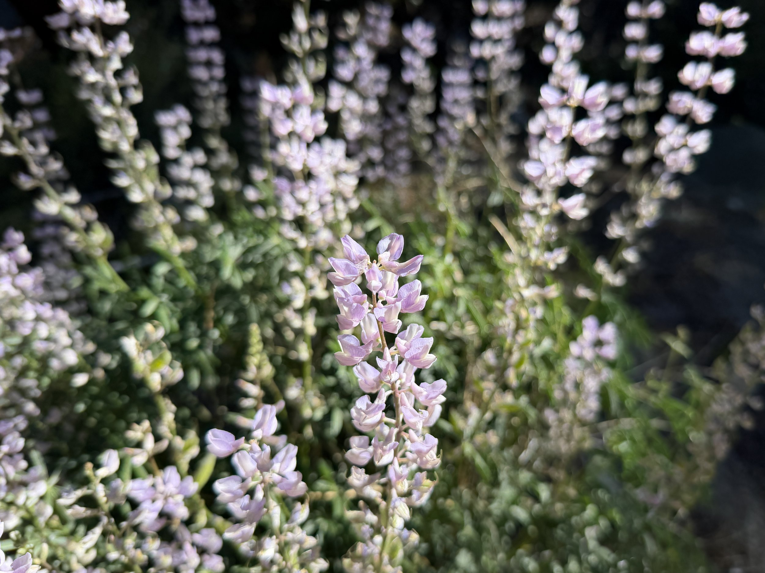 Lupine Lupinus sp.