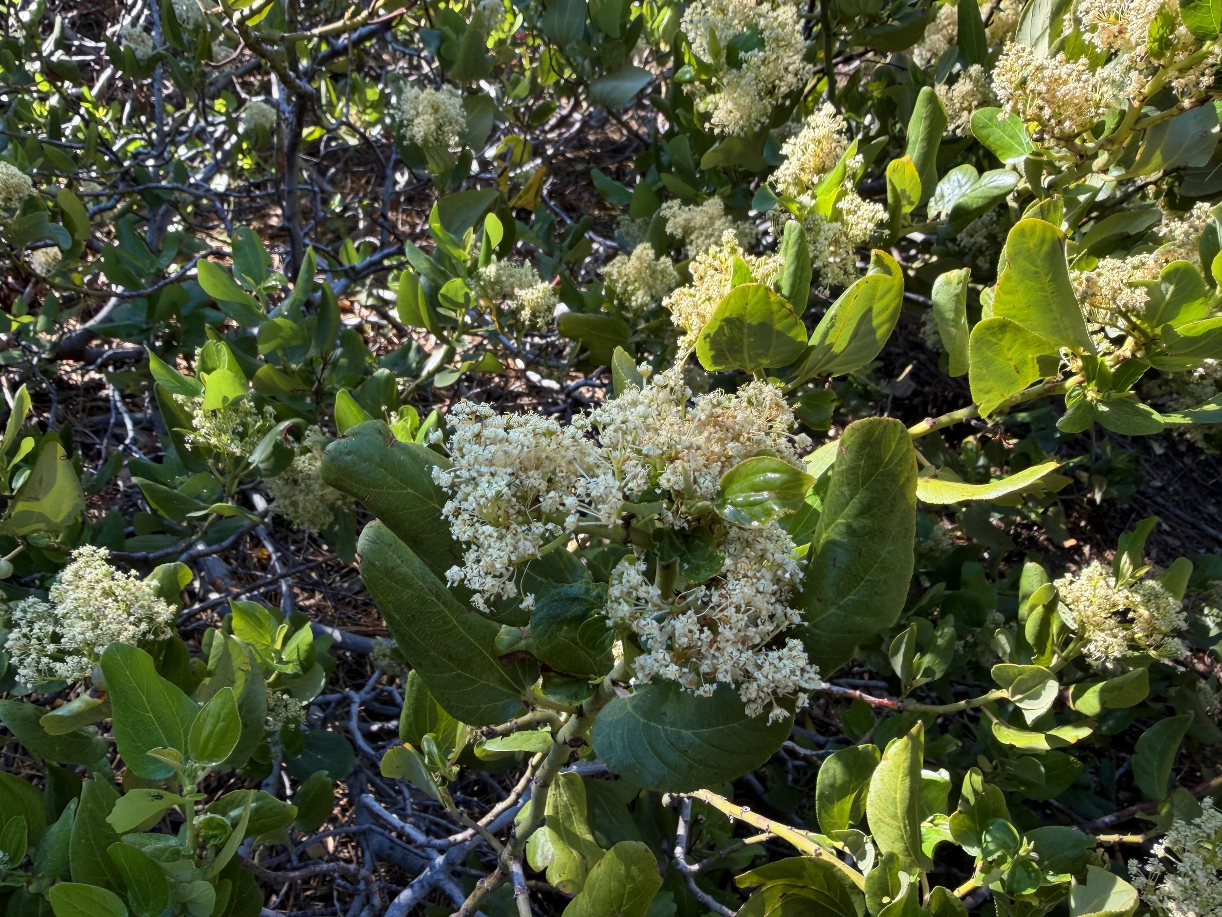 Snowbrush Ceanothus Ceanothus velutinus