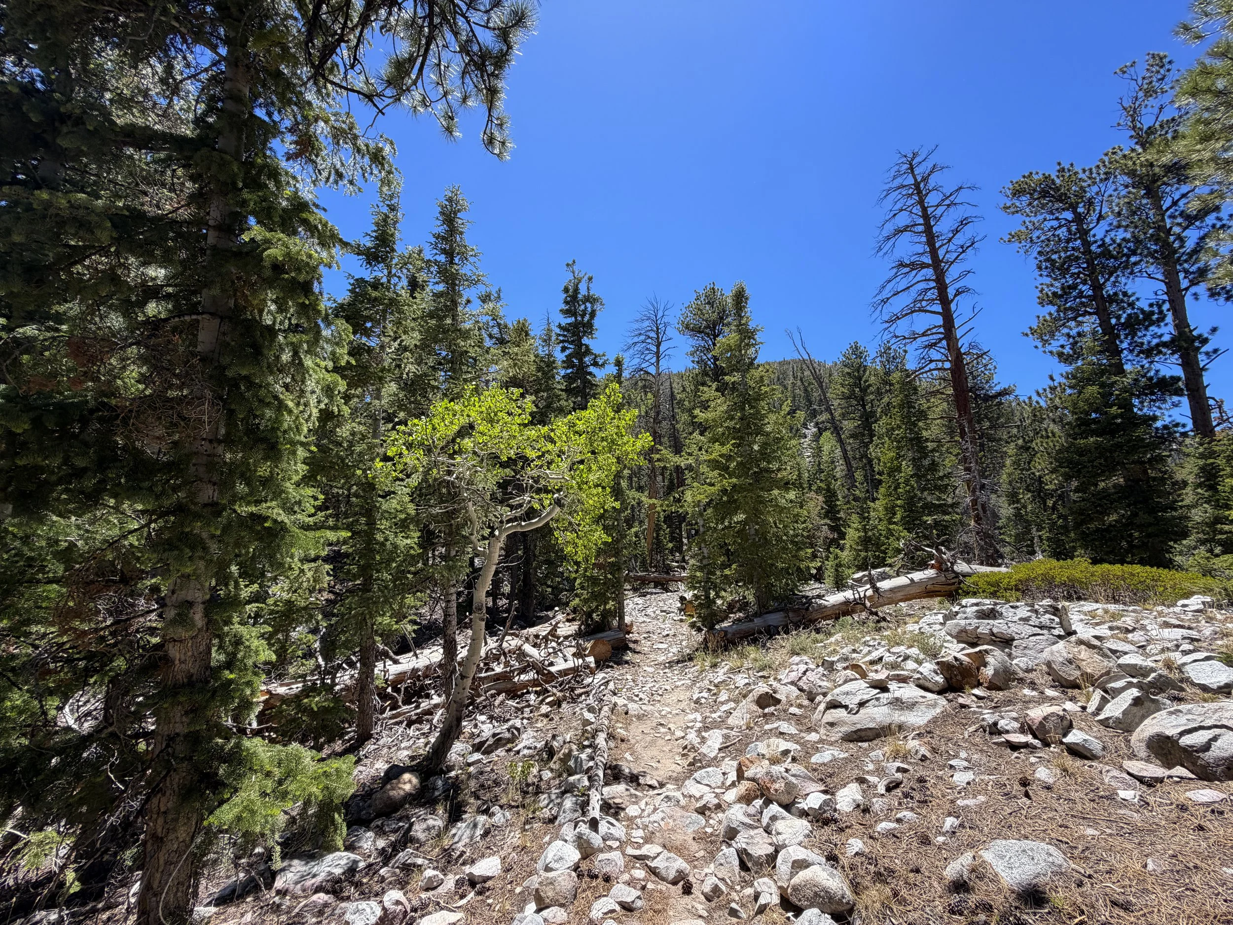 Baker Creek Loop Trail Great Basin National Park Nevada