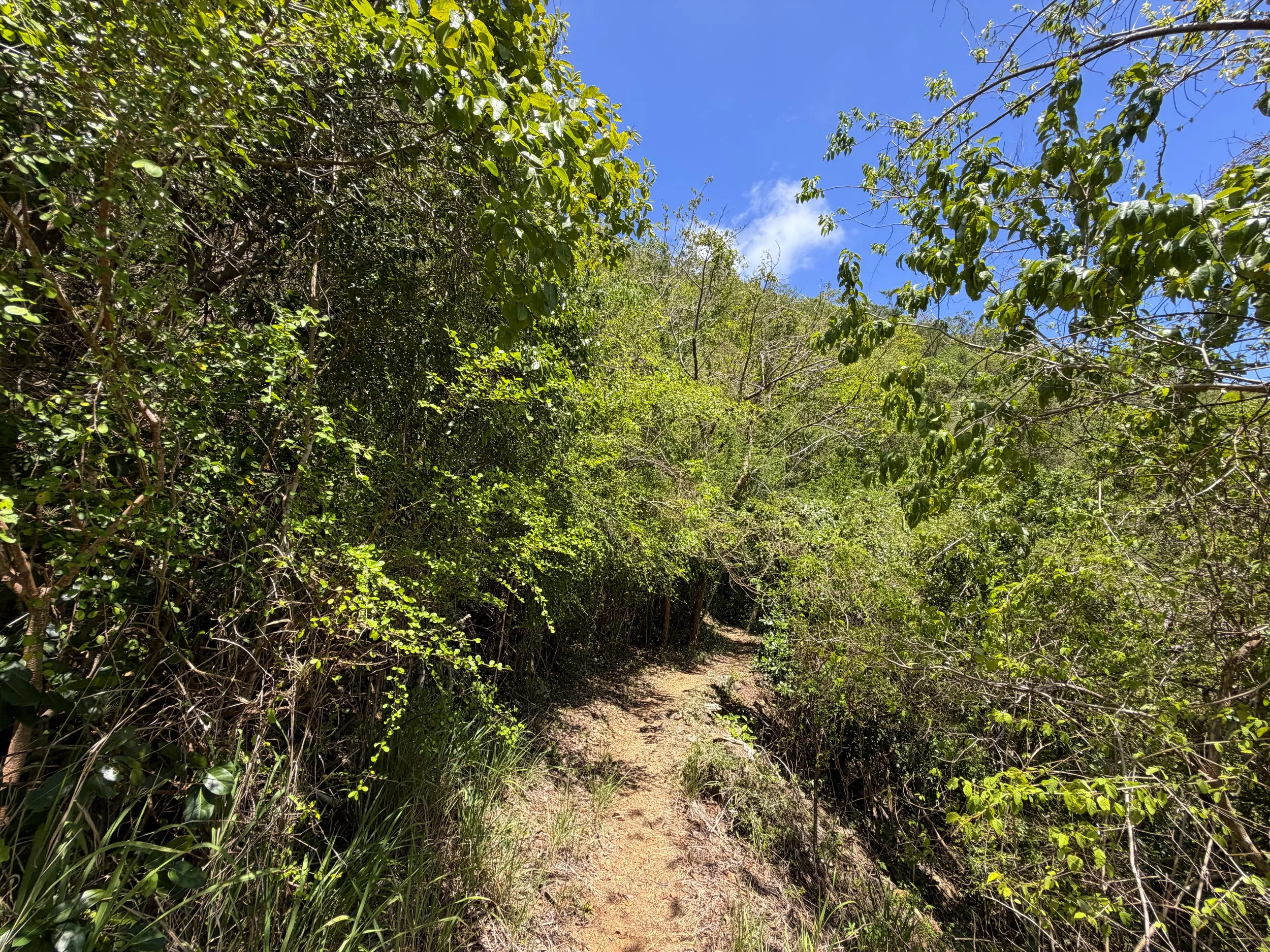 LEsperance Trail Virgin Islands National Park