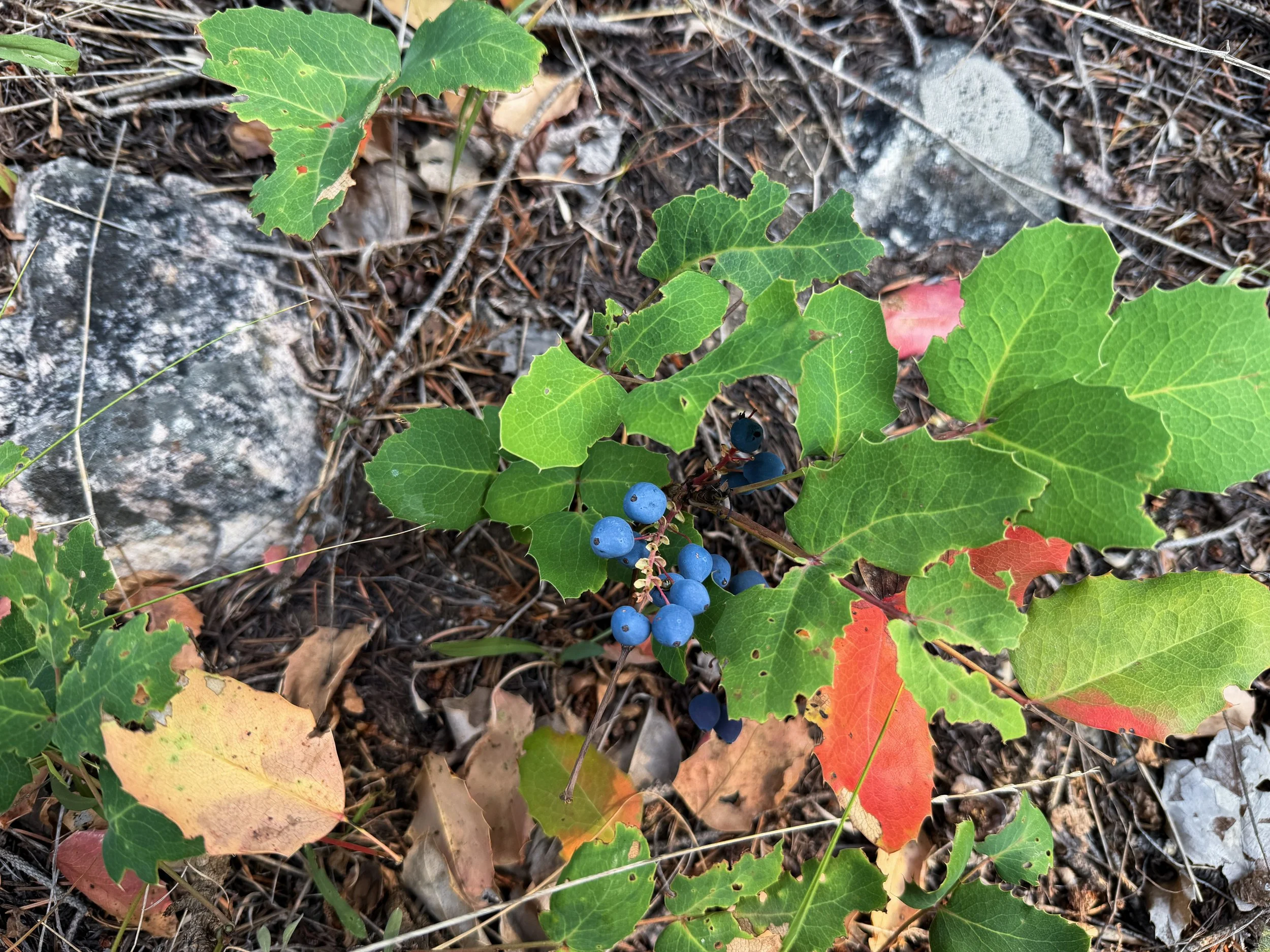 Oregon Grape Mahonia aquifolium